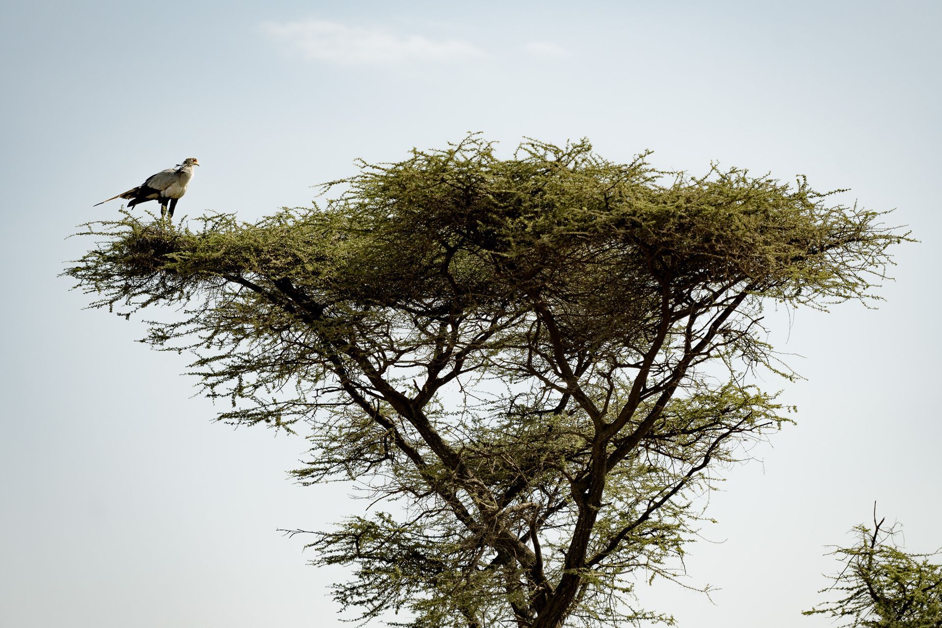 A bird perched on top of an acacia tree