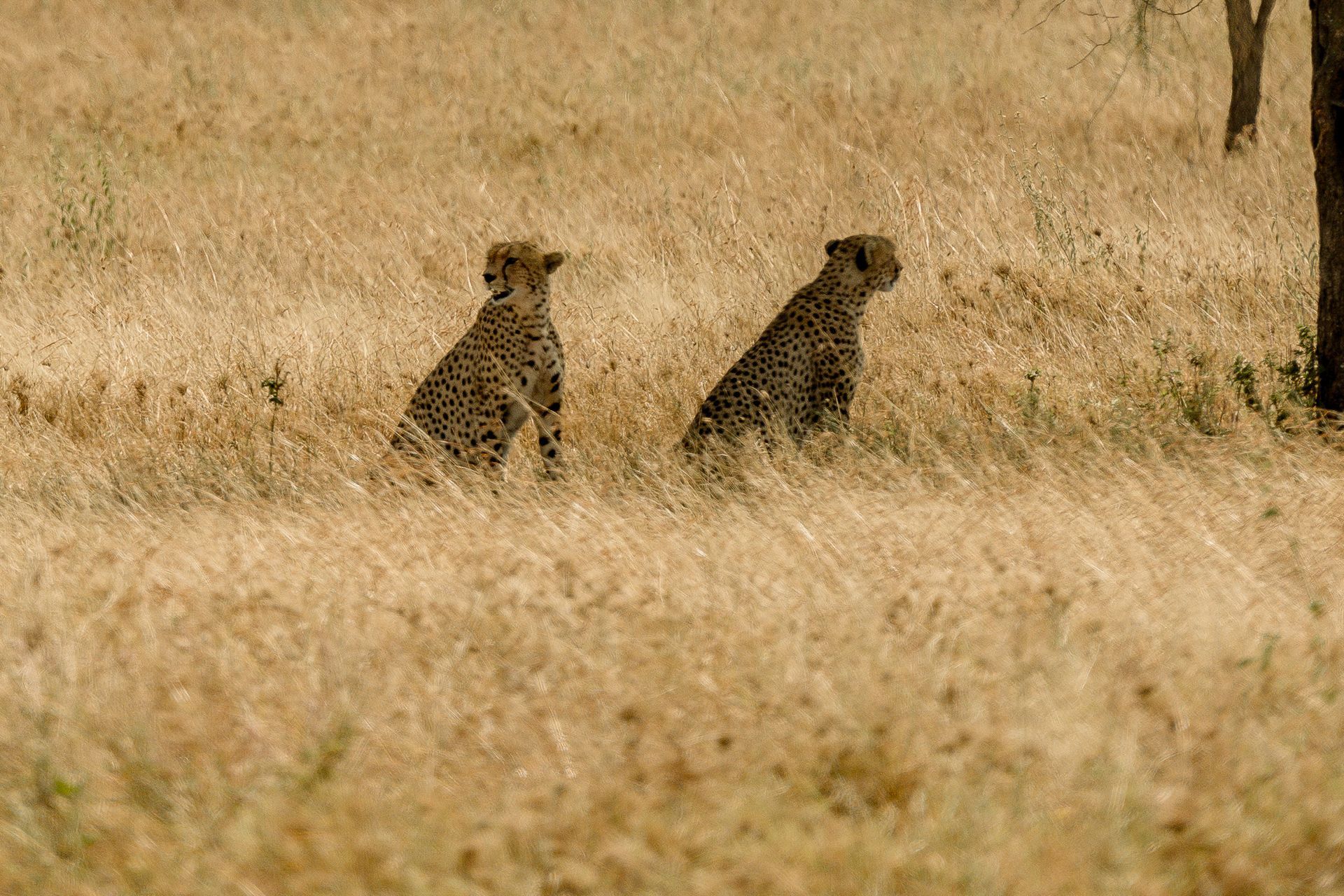 Two cheetahs are sitting in a field of tall grass.