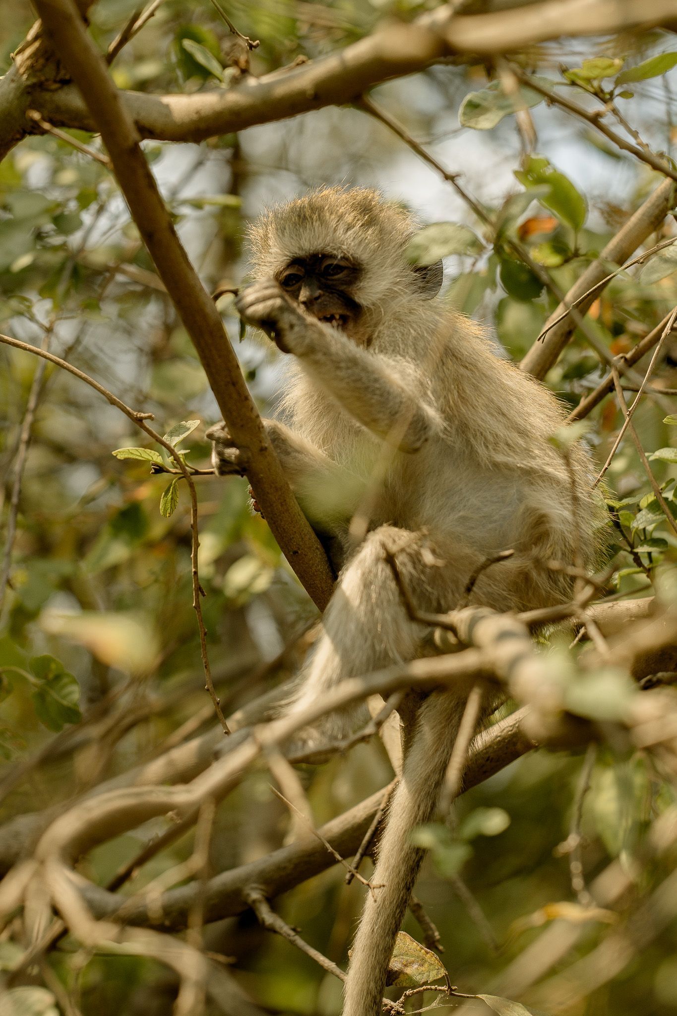 A monkey is sitting on a tree branch eating leaves.