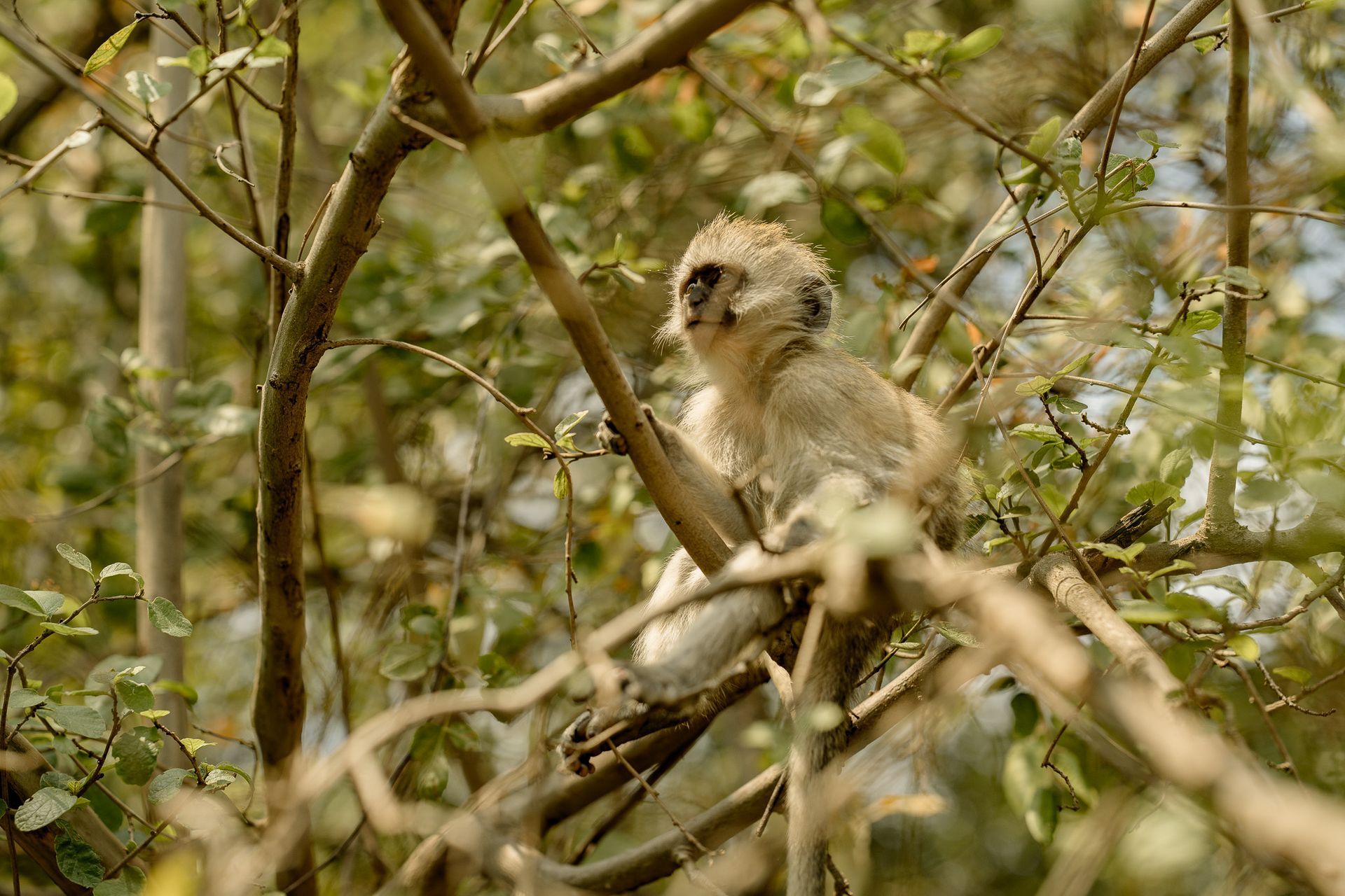 A small monkey is sitting on a tree branch.