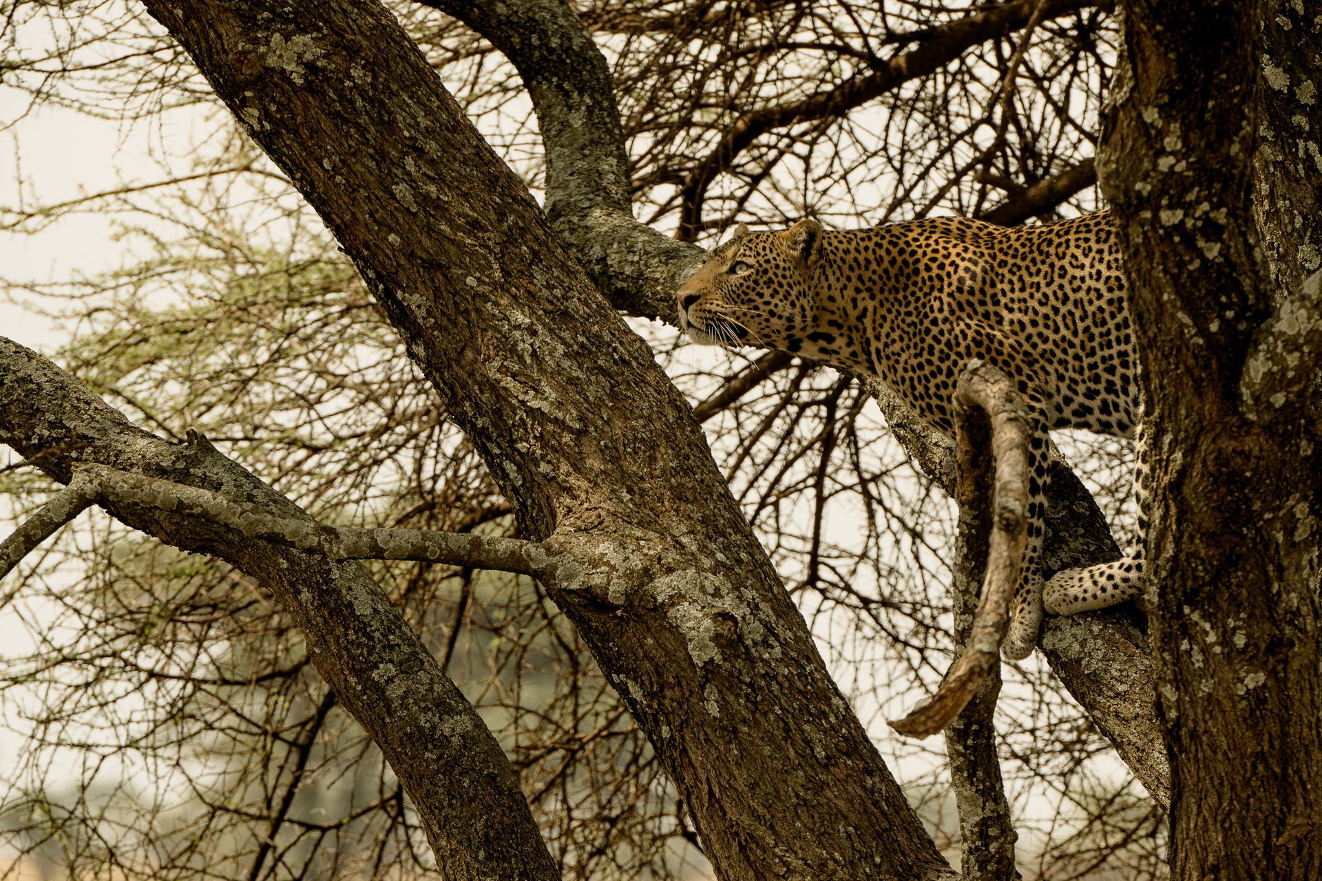 A leopard is sitting on a tree branch.