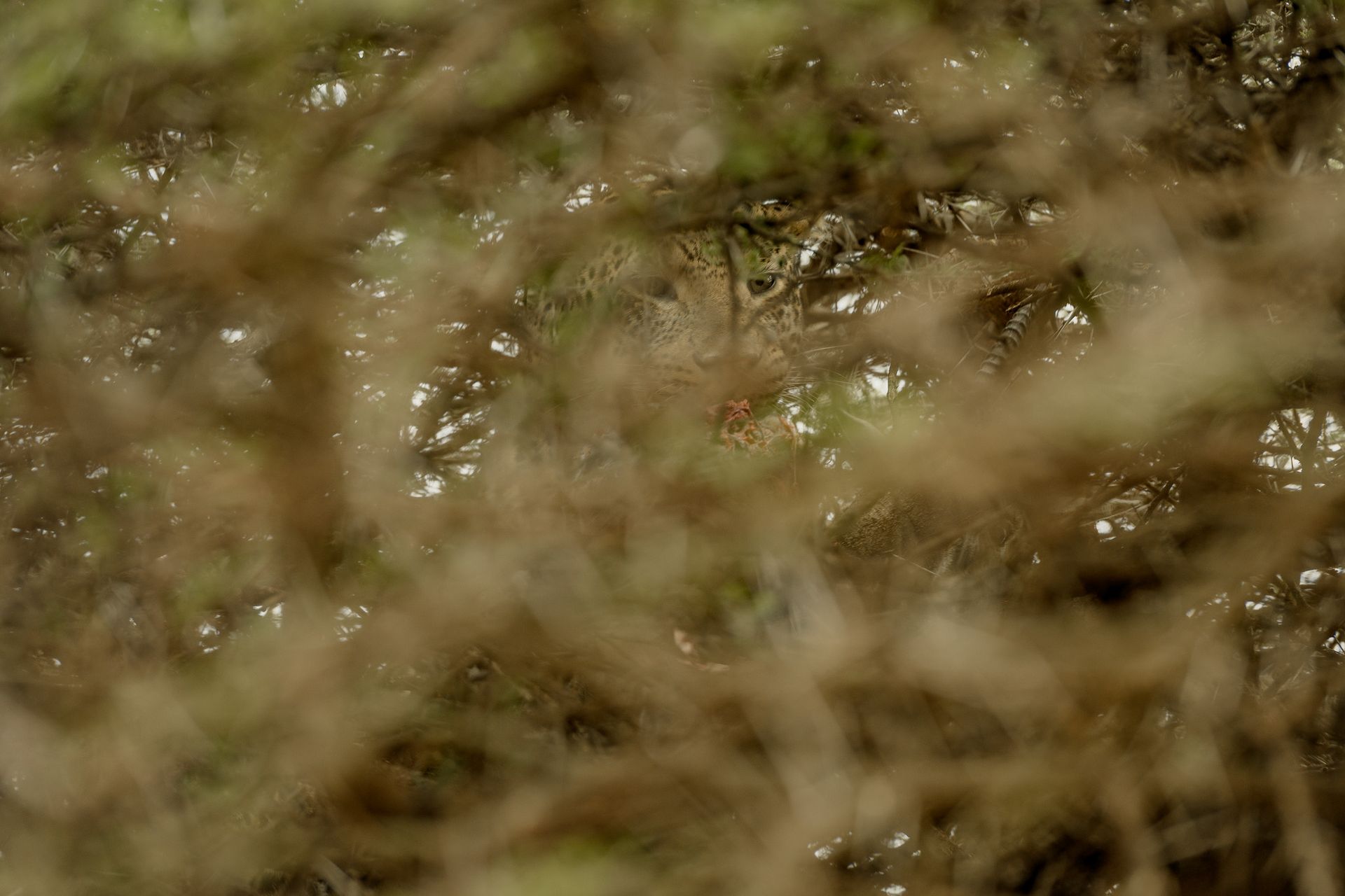 A close up of a plant with water coming out of it.