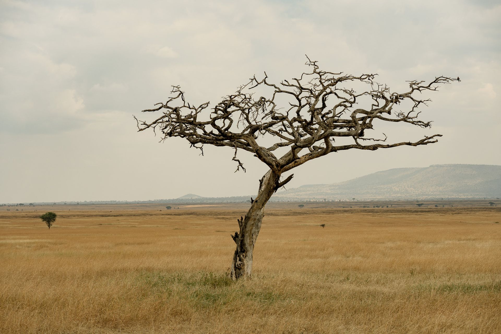 A tree without leaves in the middle of a field