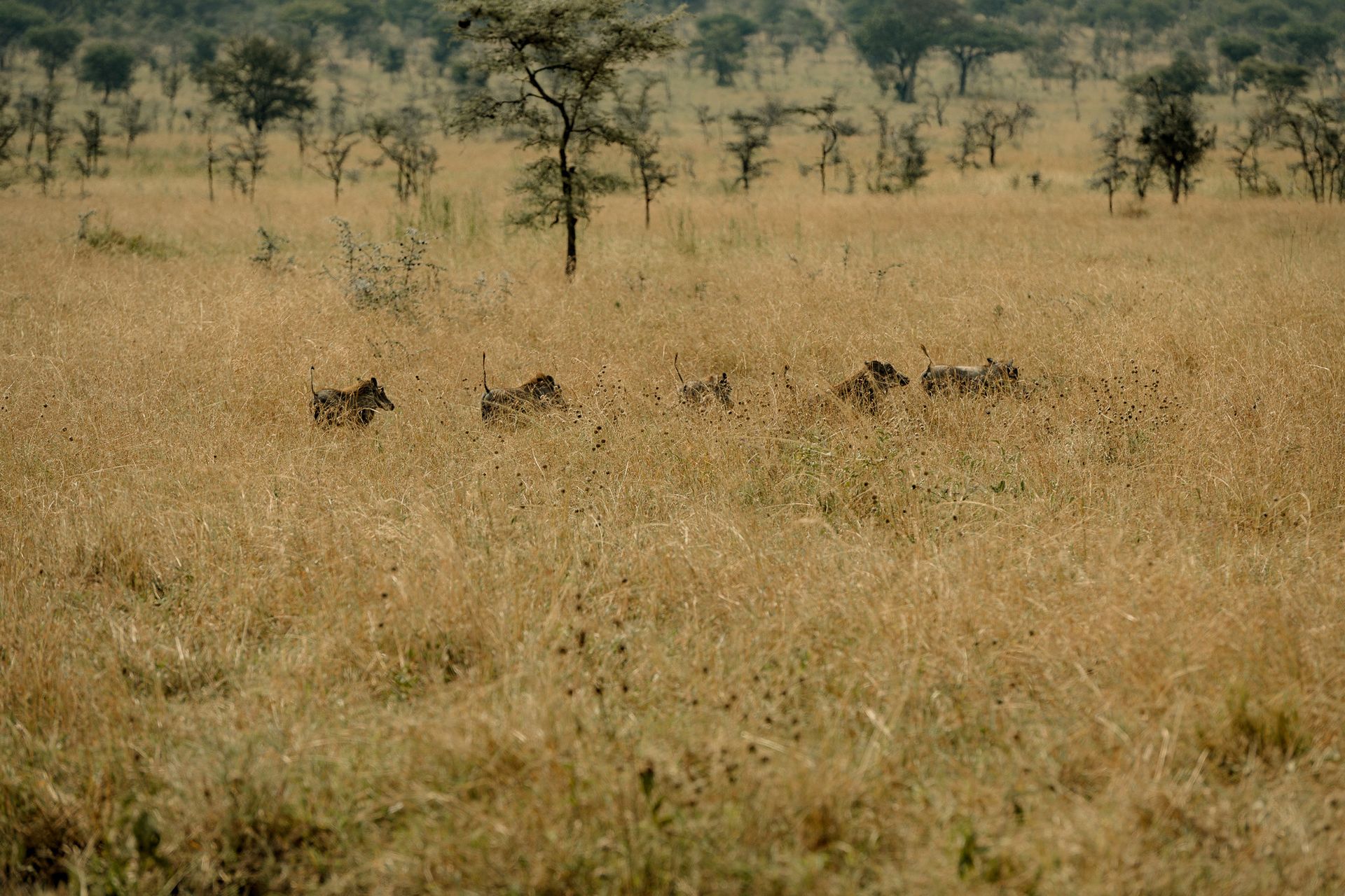 A herd of zebras are walking through a dry grassy field.