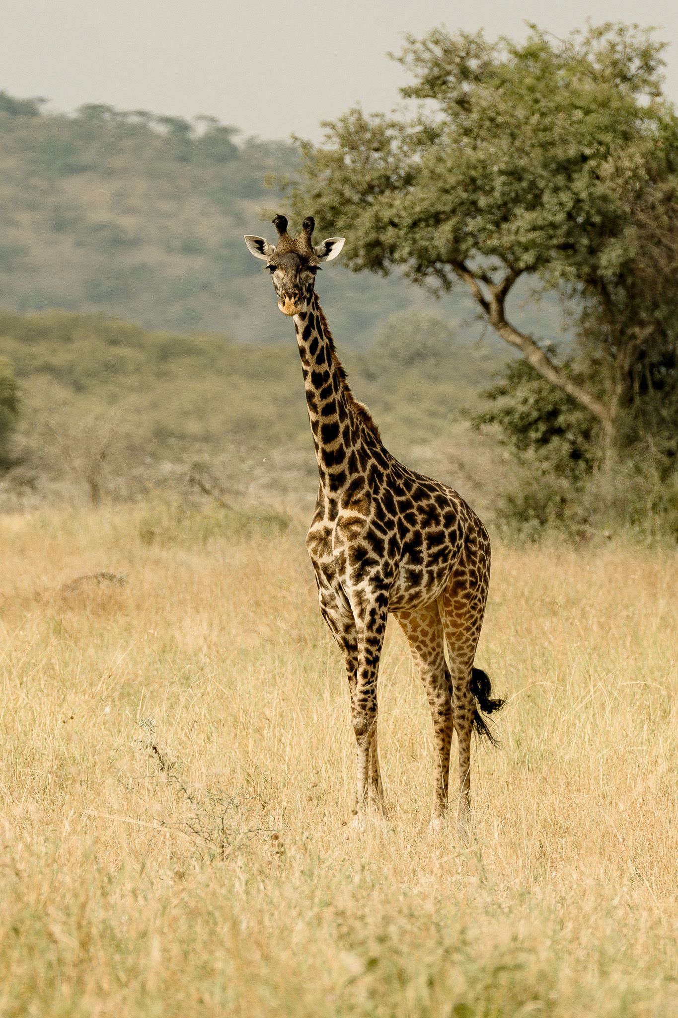 A giraffe standing in a field with trees in the background.