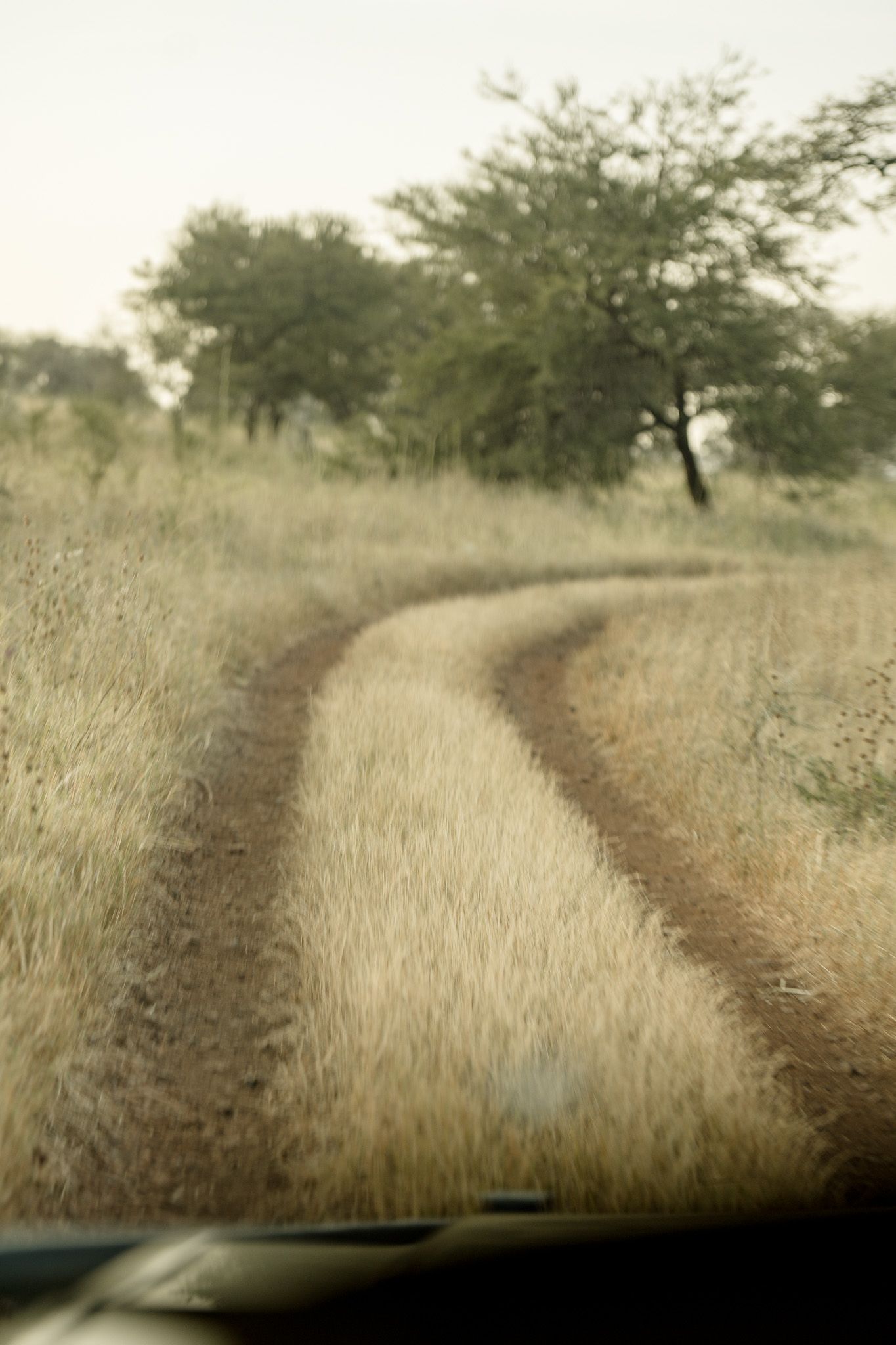 A dirt road in the middle of a field with trees in the background.