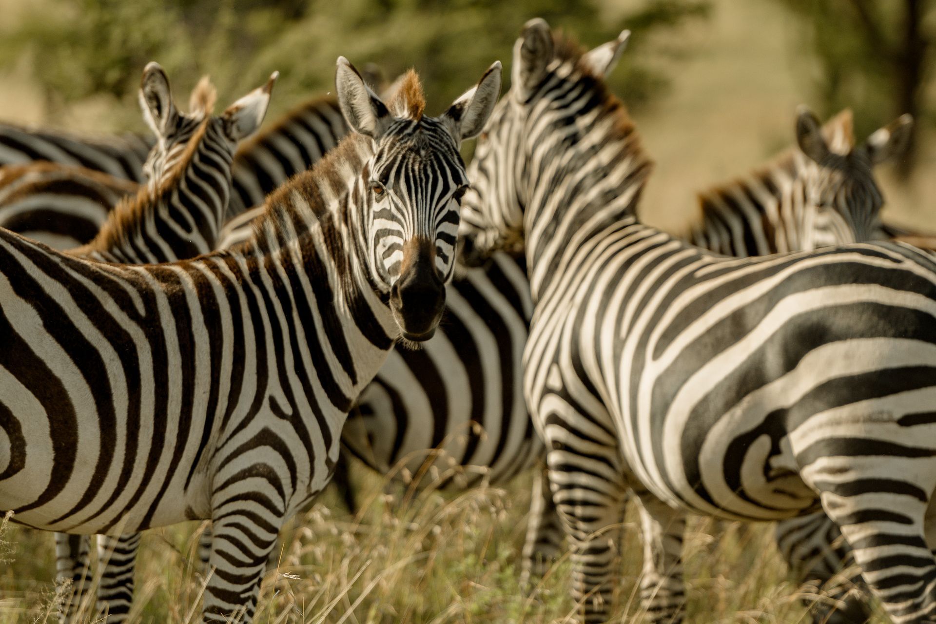 A herd of zebras standing next to each other in the grass.