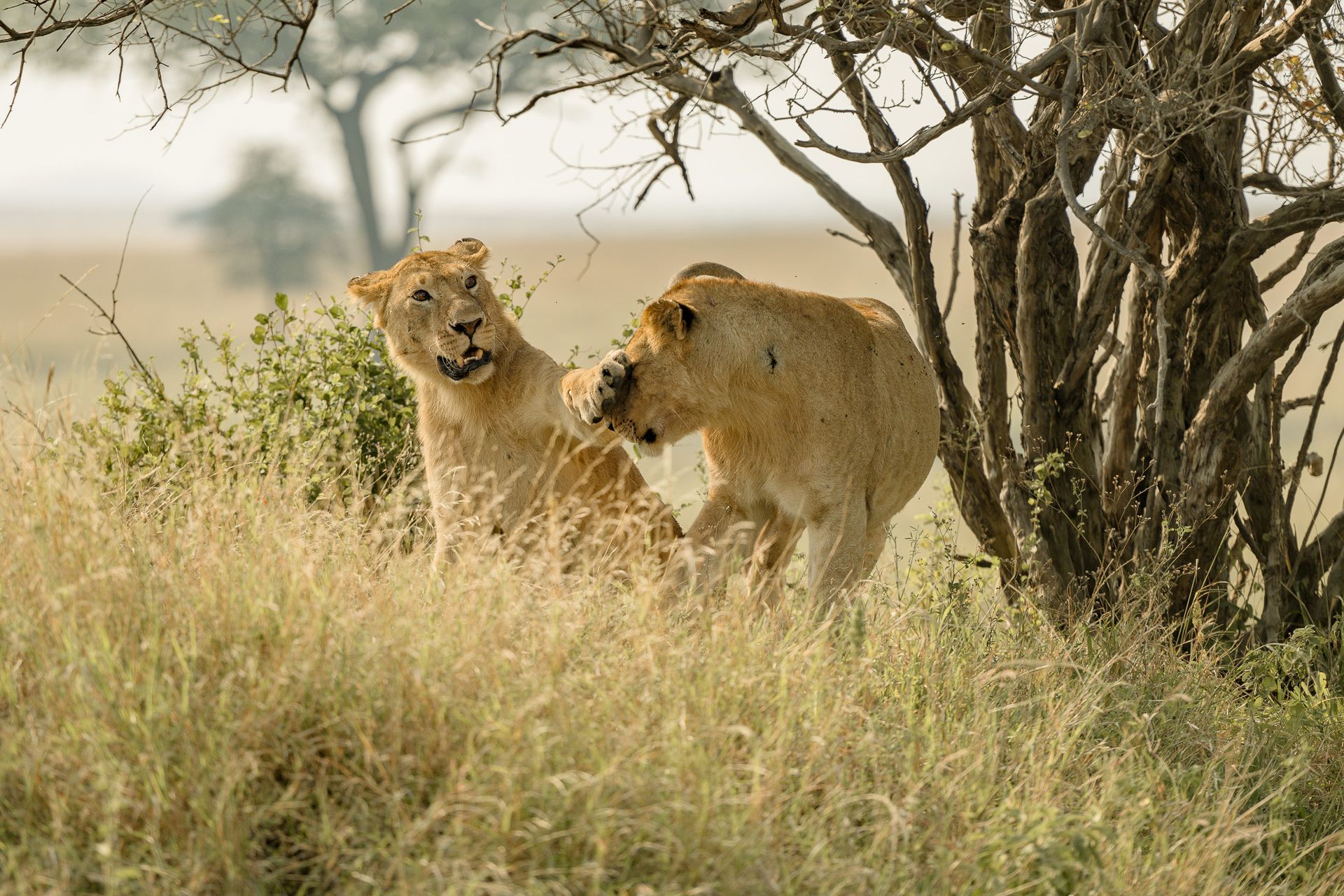 Two lions are standing under a tree in the grass.