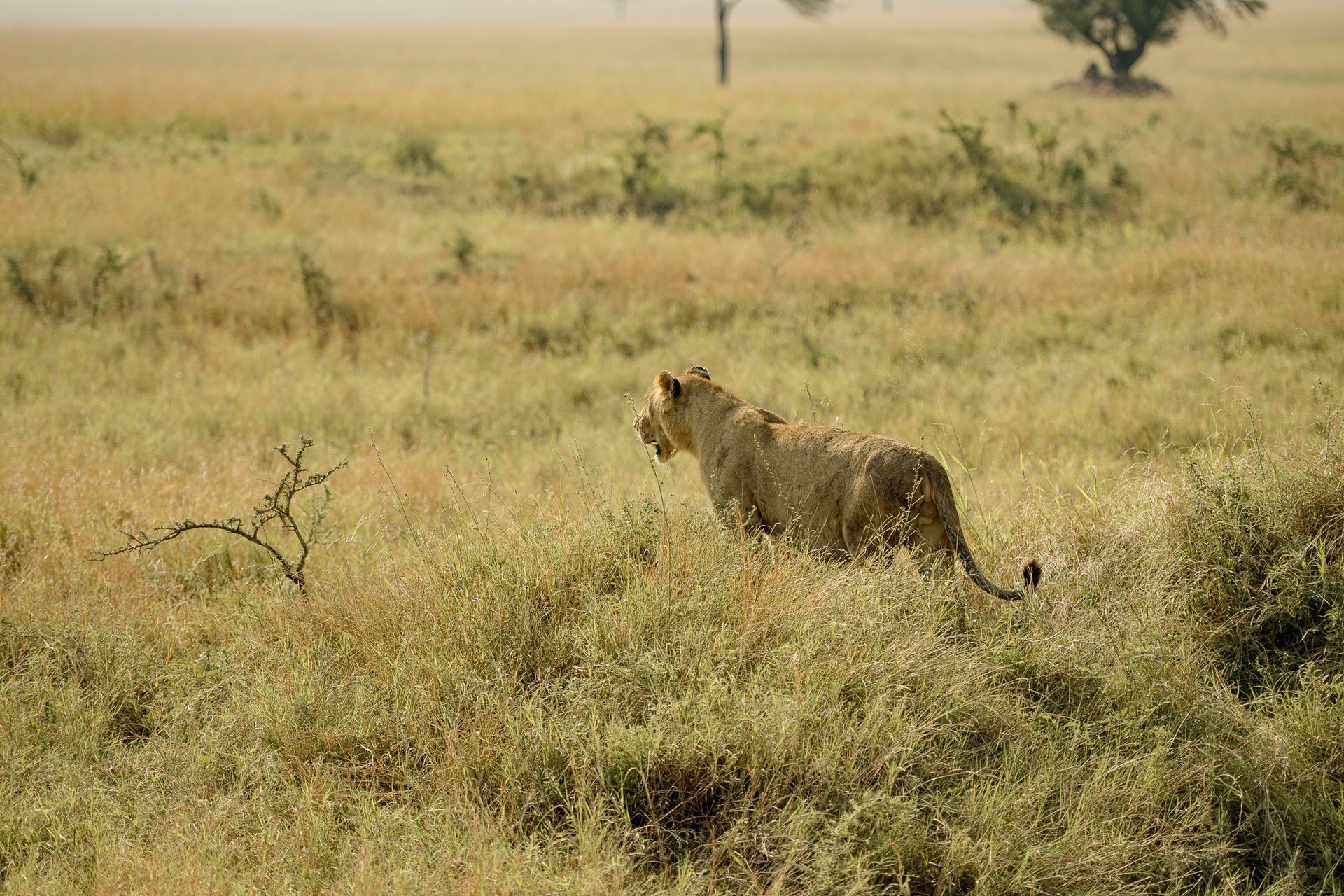 A lioness is walking through a grassy field.