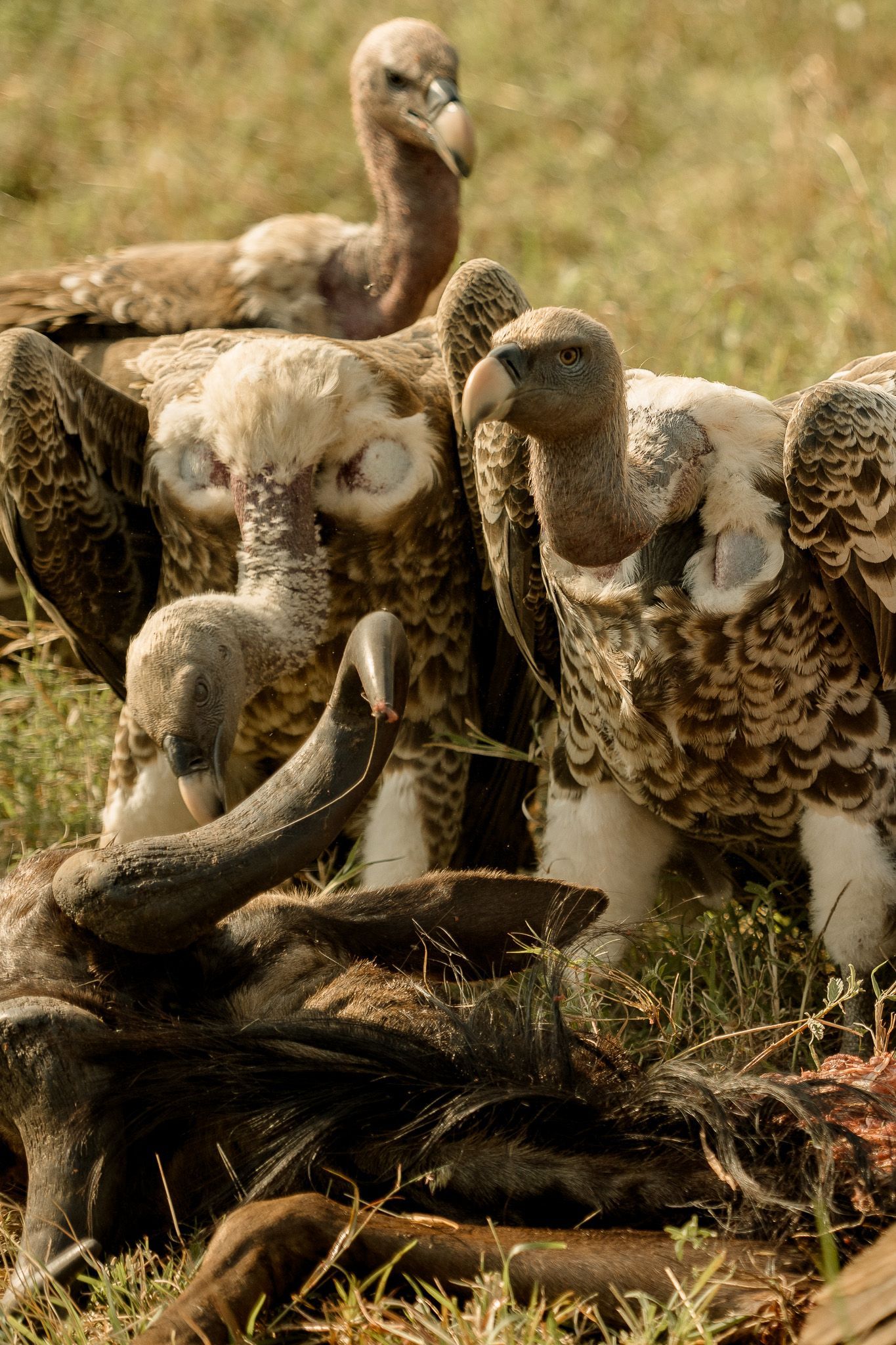 Vultures on a carcass.