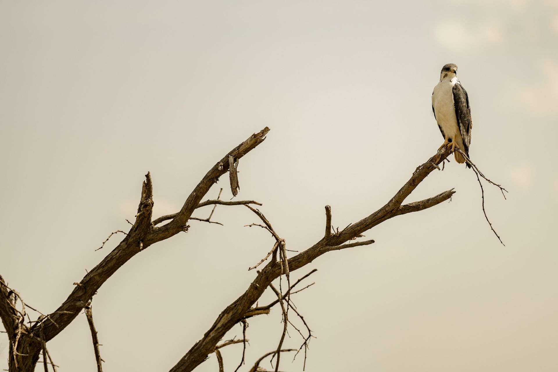 A bird is perched on a tree branch against a cloudy sky.