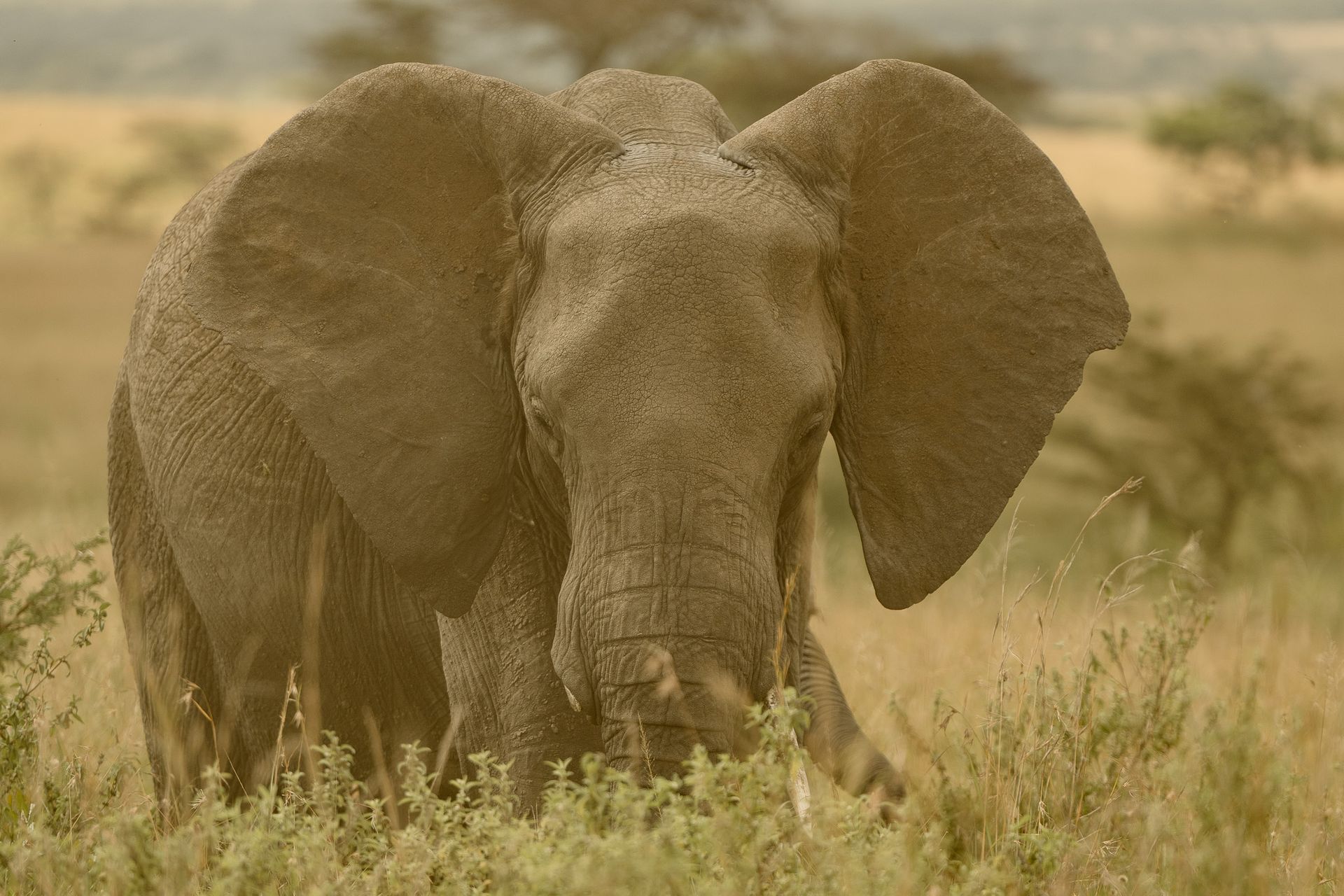 An elephant is walking through a field of tall grass.