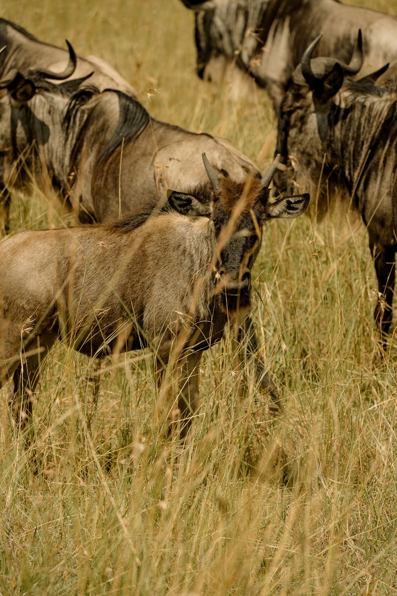 A herd of wildebeest standing in a field of tall grass.