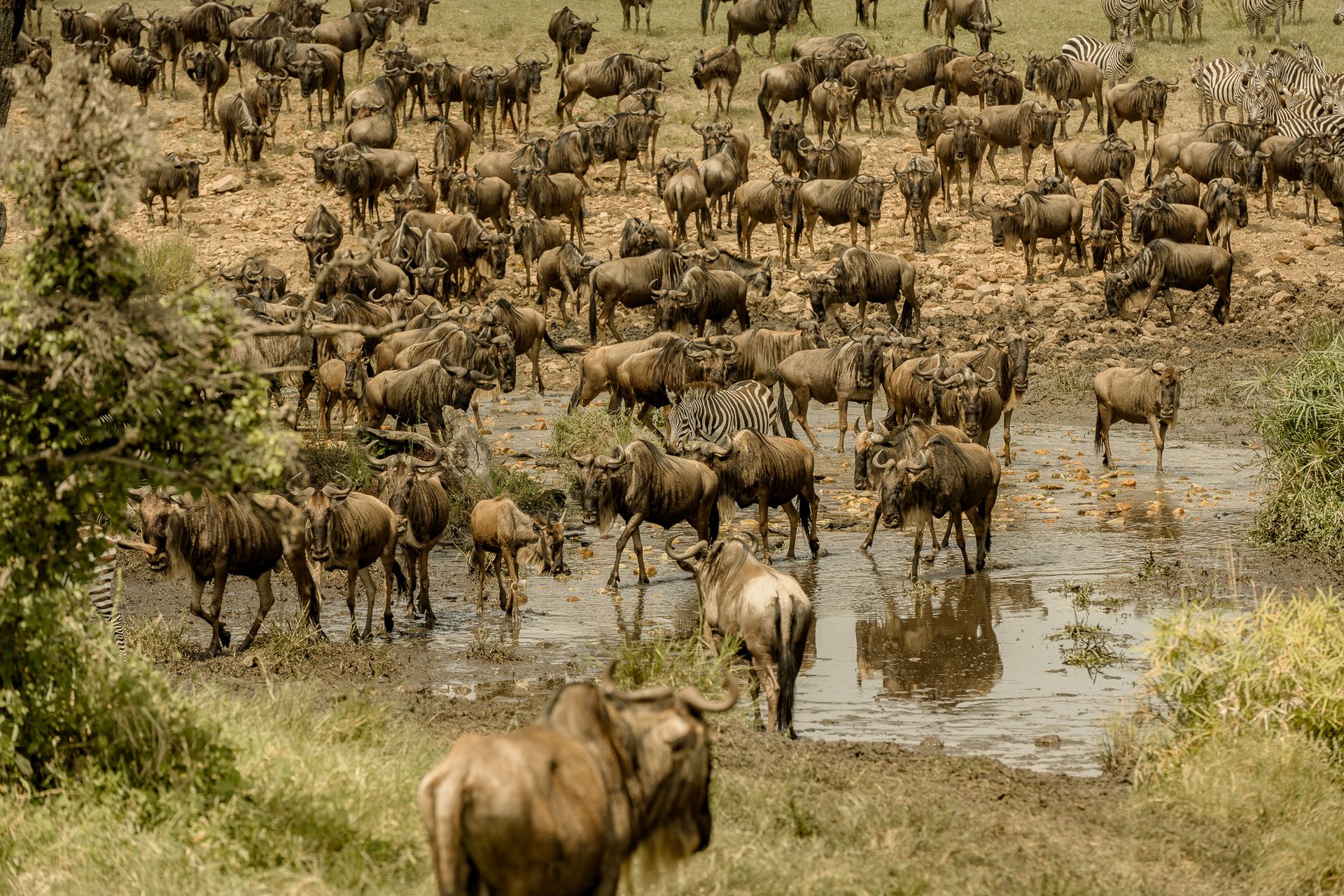 A herd of wildebeest standing in a muddy field.