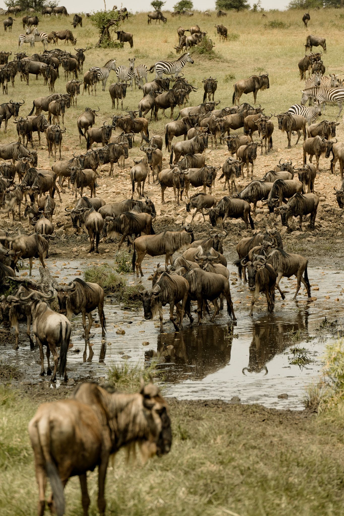 A herd of wildebeest are drinking water from a puddle.
