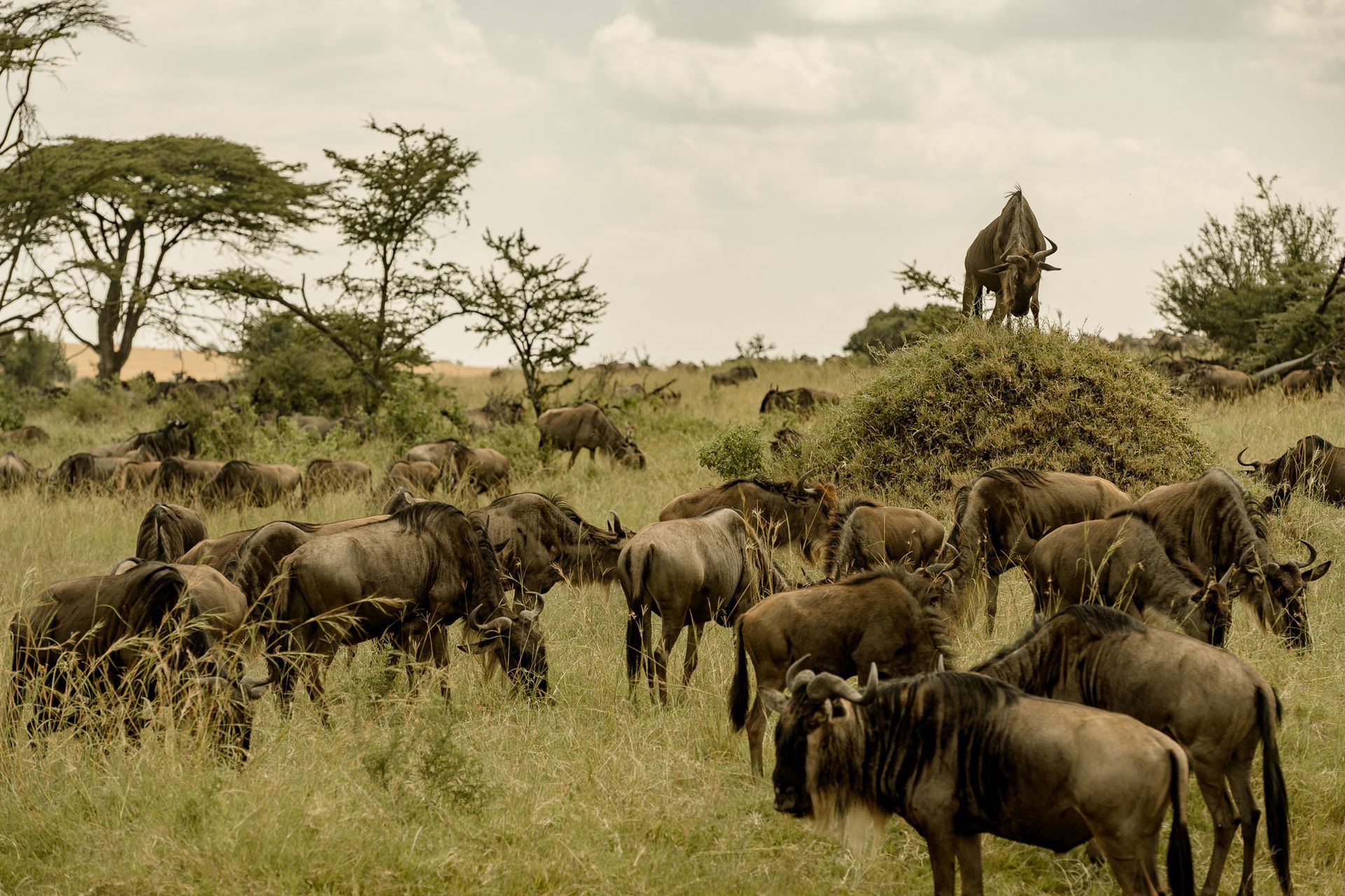 A herd of wildebeest grazing in a field with trees in the background.