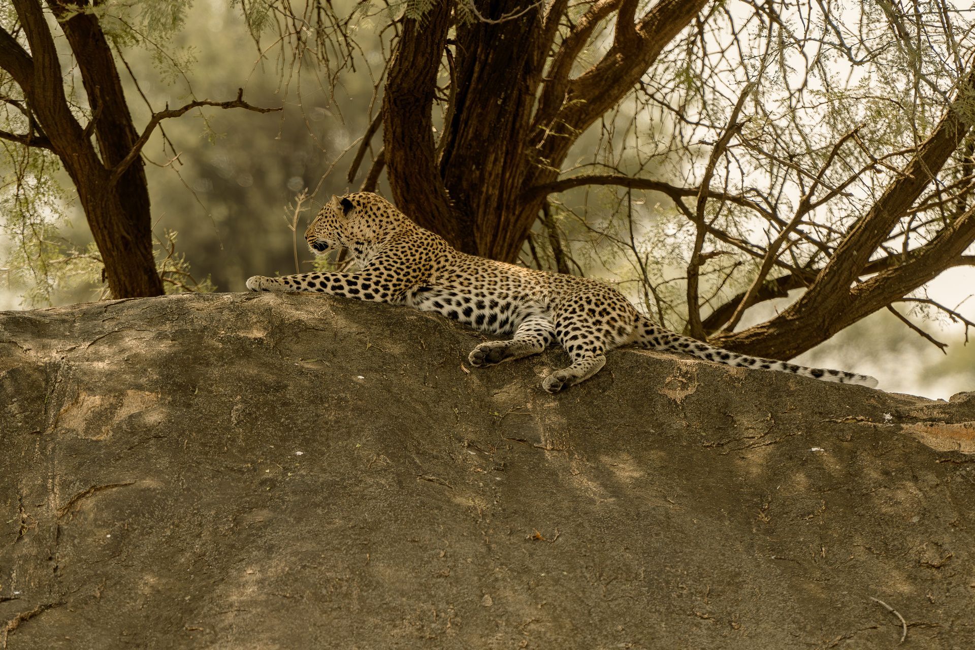 A leopard is laying on a rock under a tree.