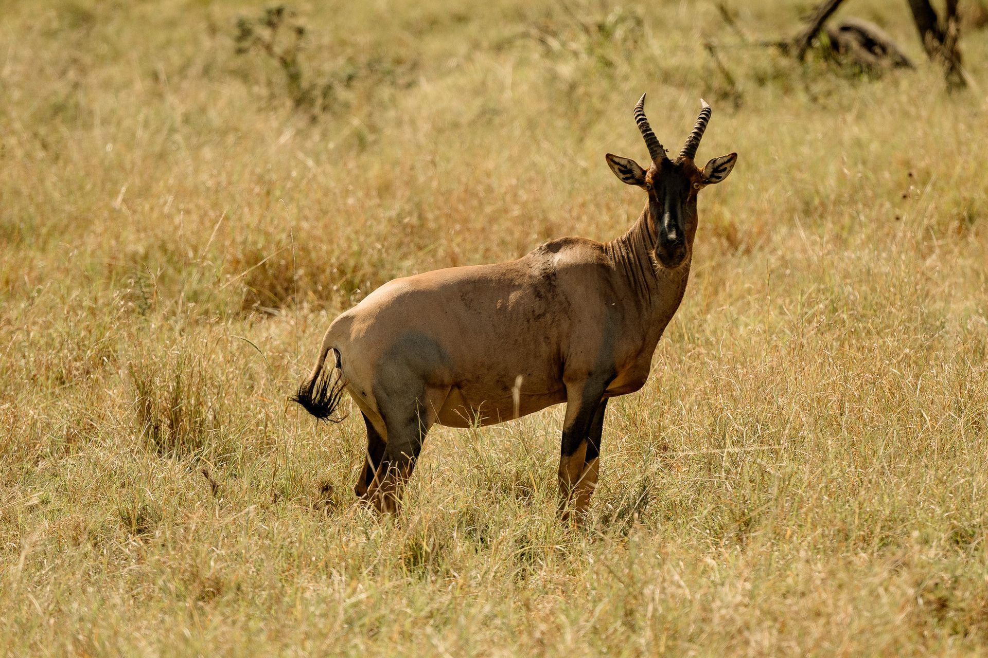 A goat with horns is standing in a field of tall grass.