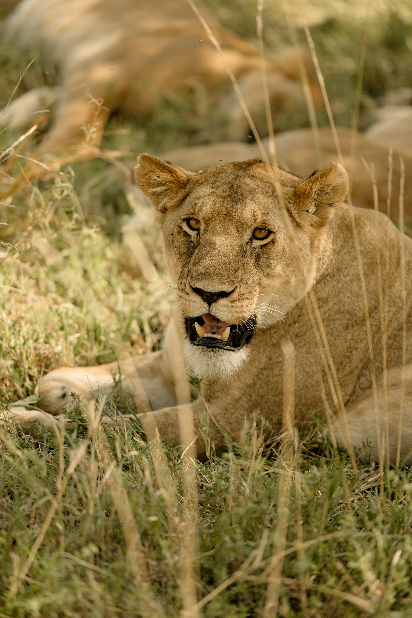 A lioness is laying in the grass looking at the camera.