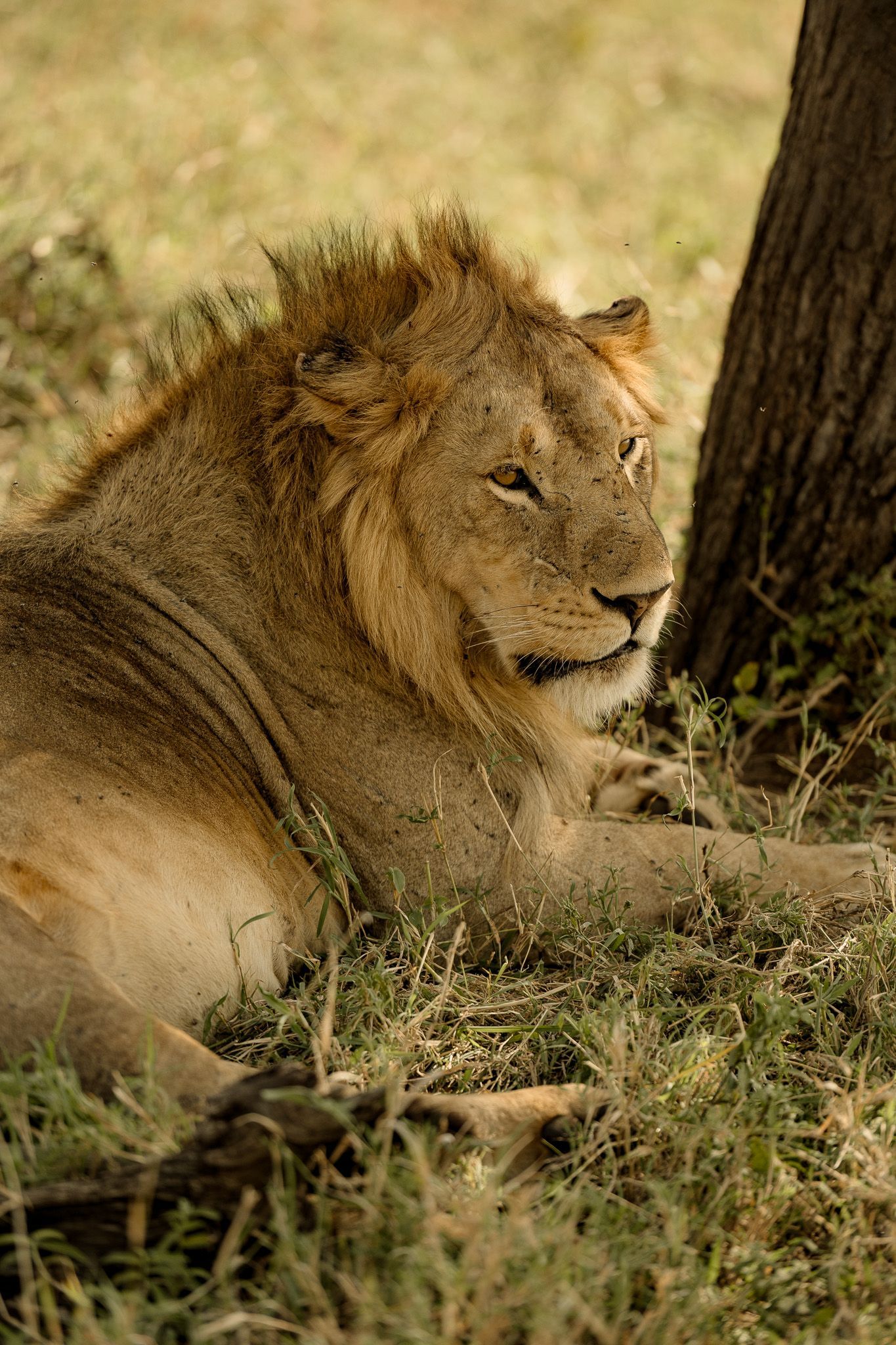 A lion is laying under a tree in the grass.