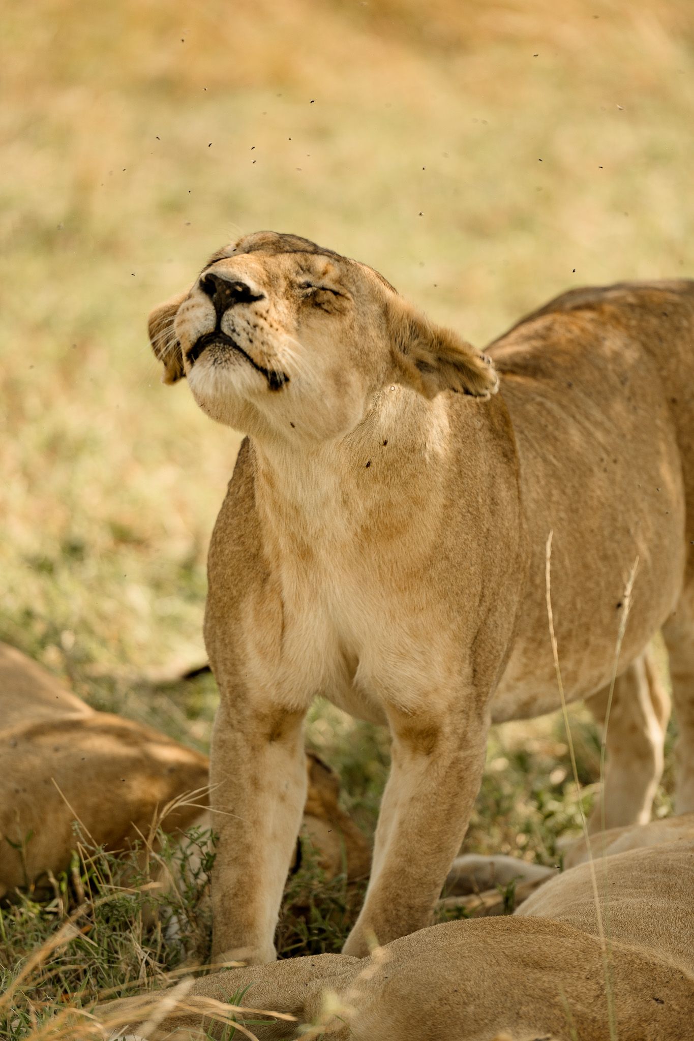 A lioness is standing in the grass looking up at the sky.