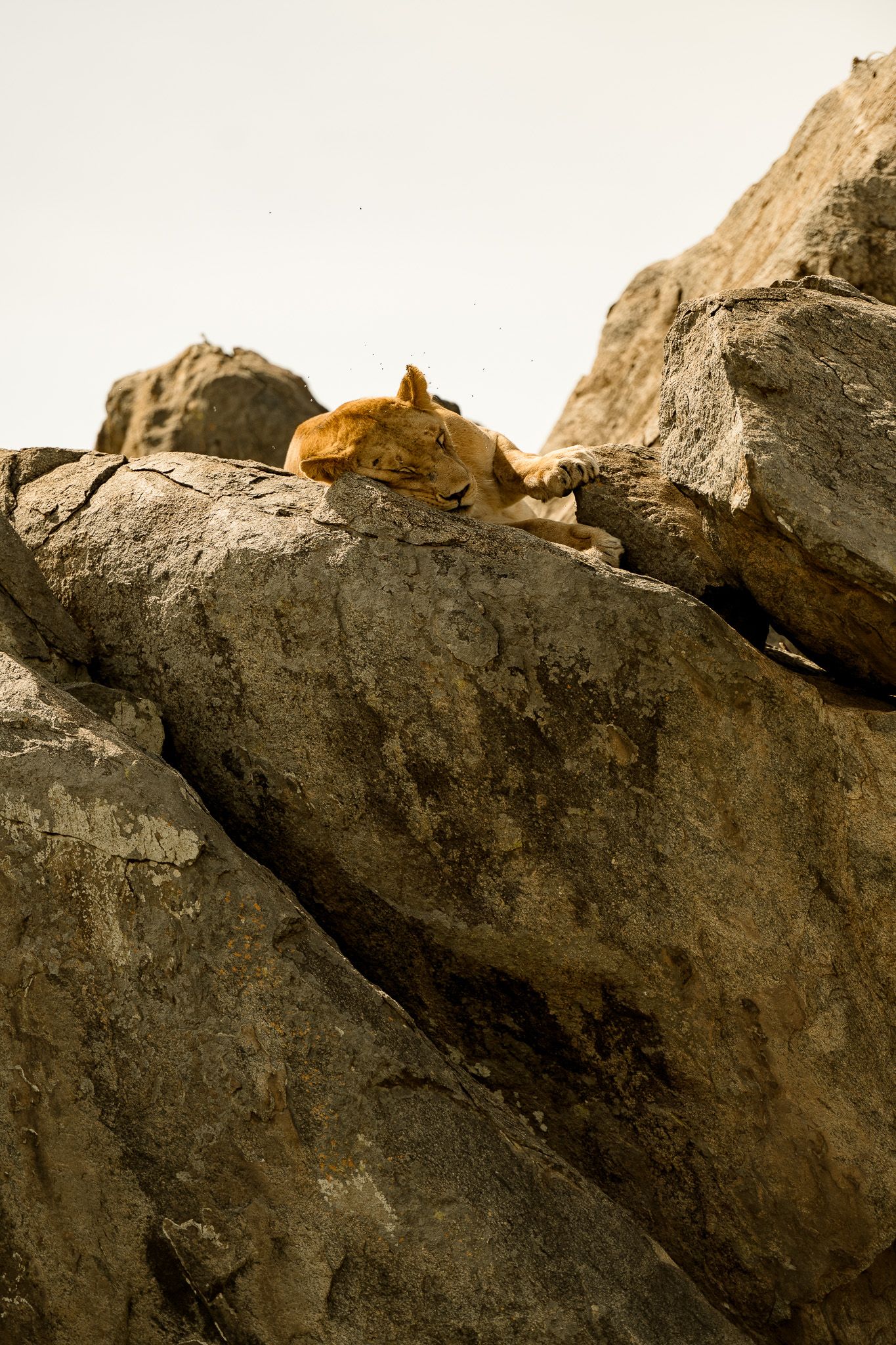 A cat is sitting on top of a large rock.