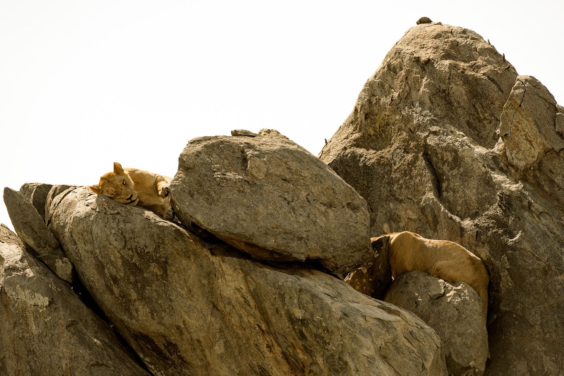 A couple of lions laying on top of a pile of rocks