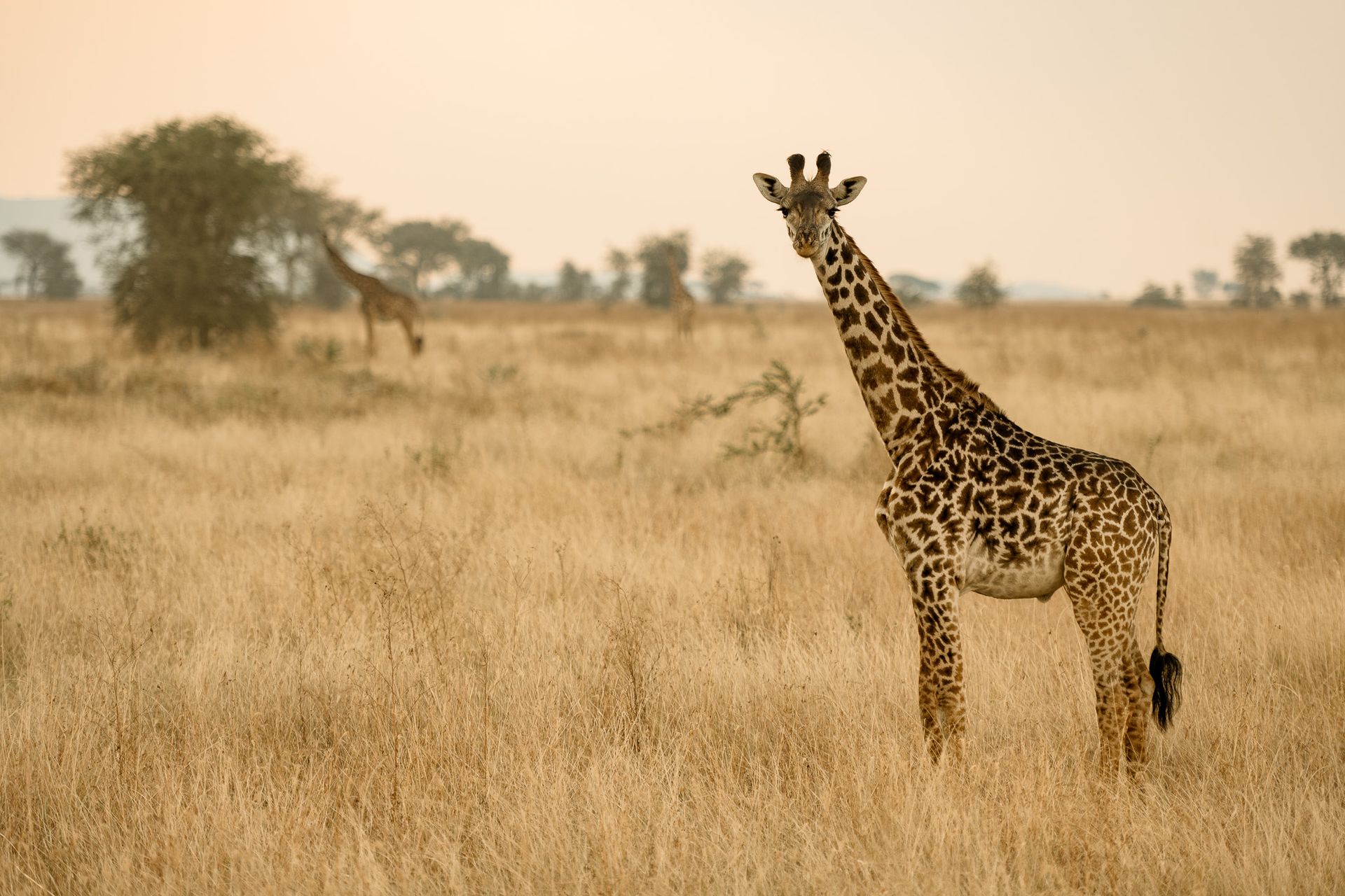 A giraffe is standing in the middle of a dry grass field.