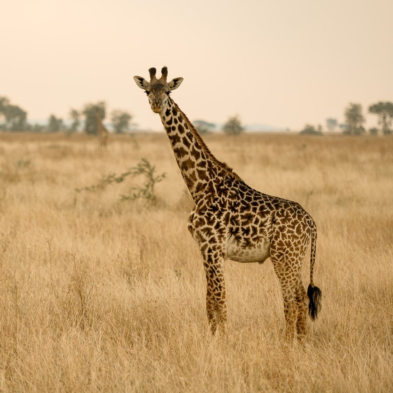 A giraffe standing in the middle of a field
