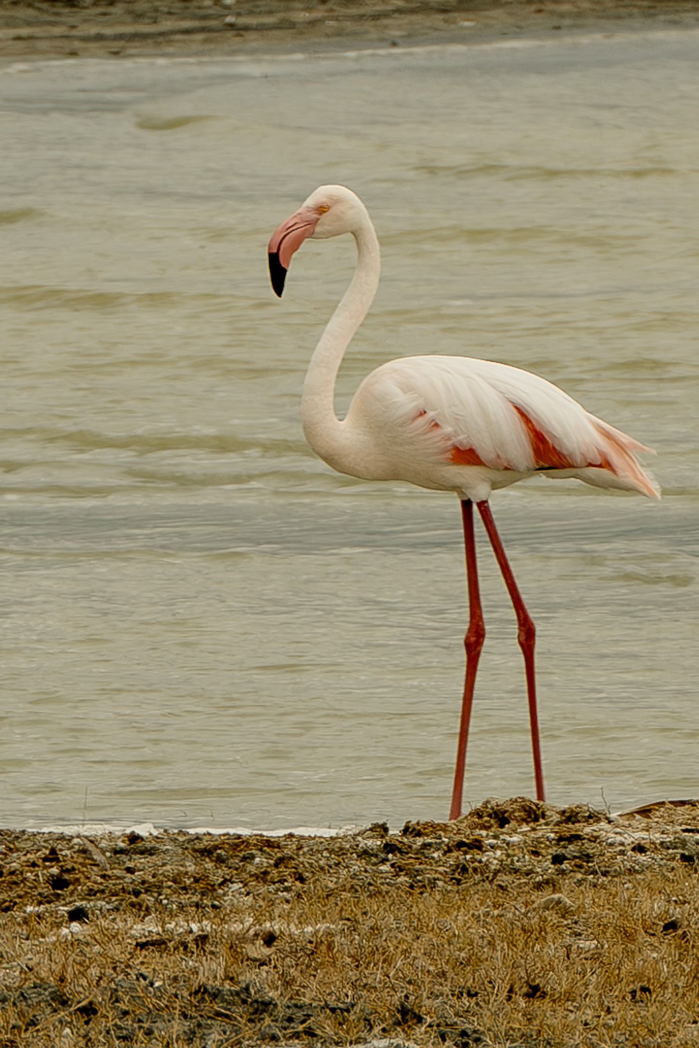 A flamingo is standing on one leg in the water