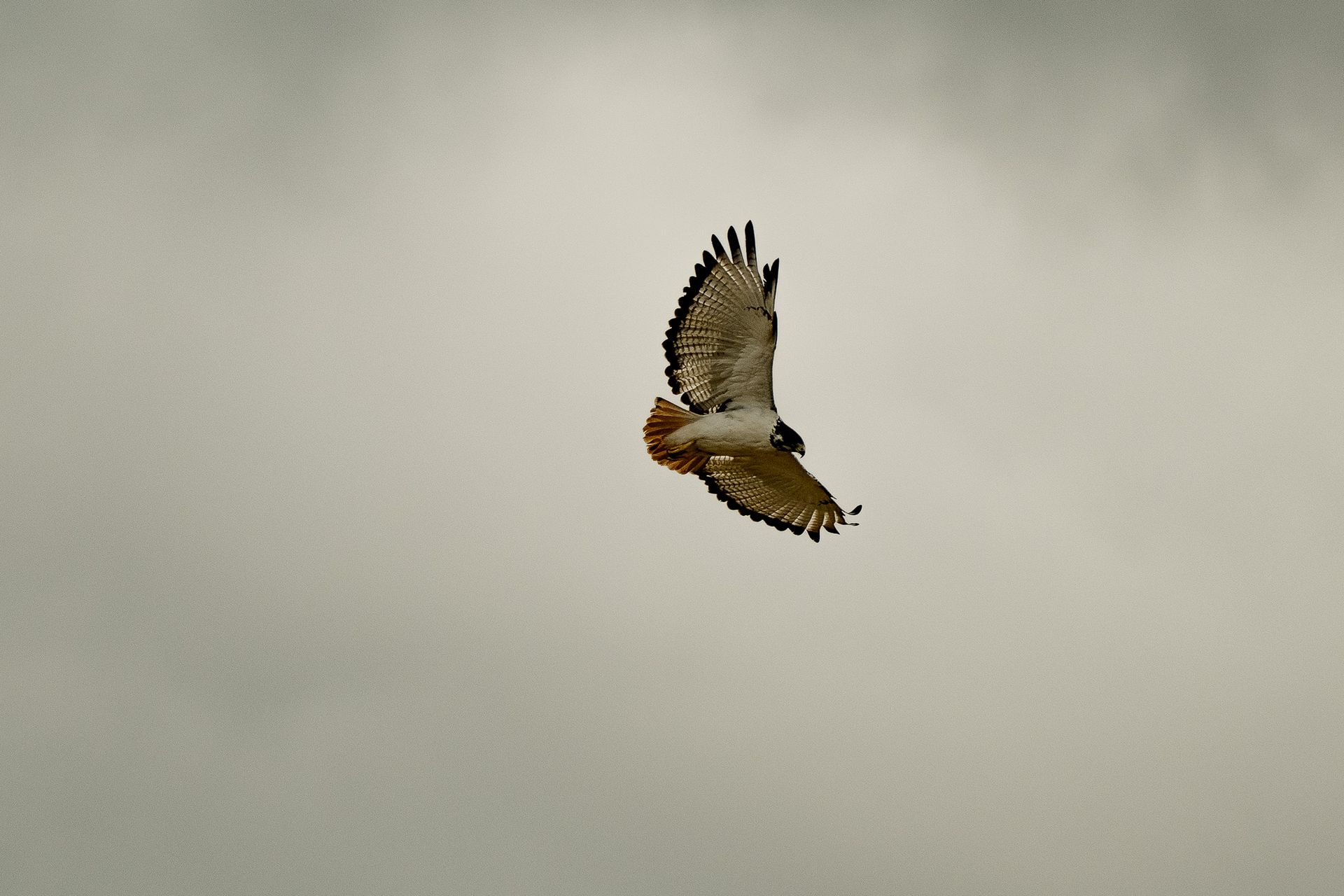 A bird is flying through a cloudy sky with its wings spread
