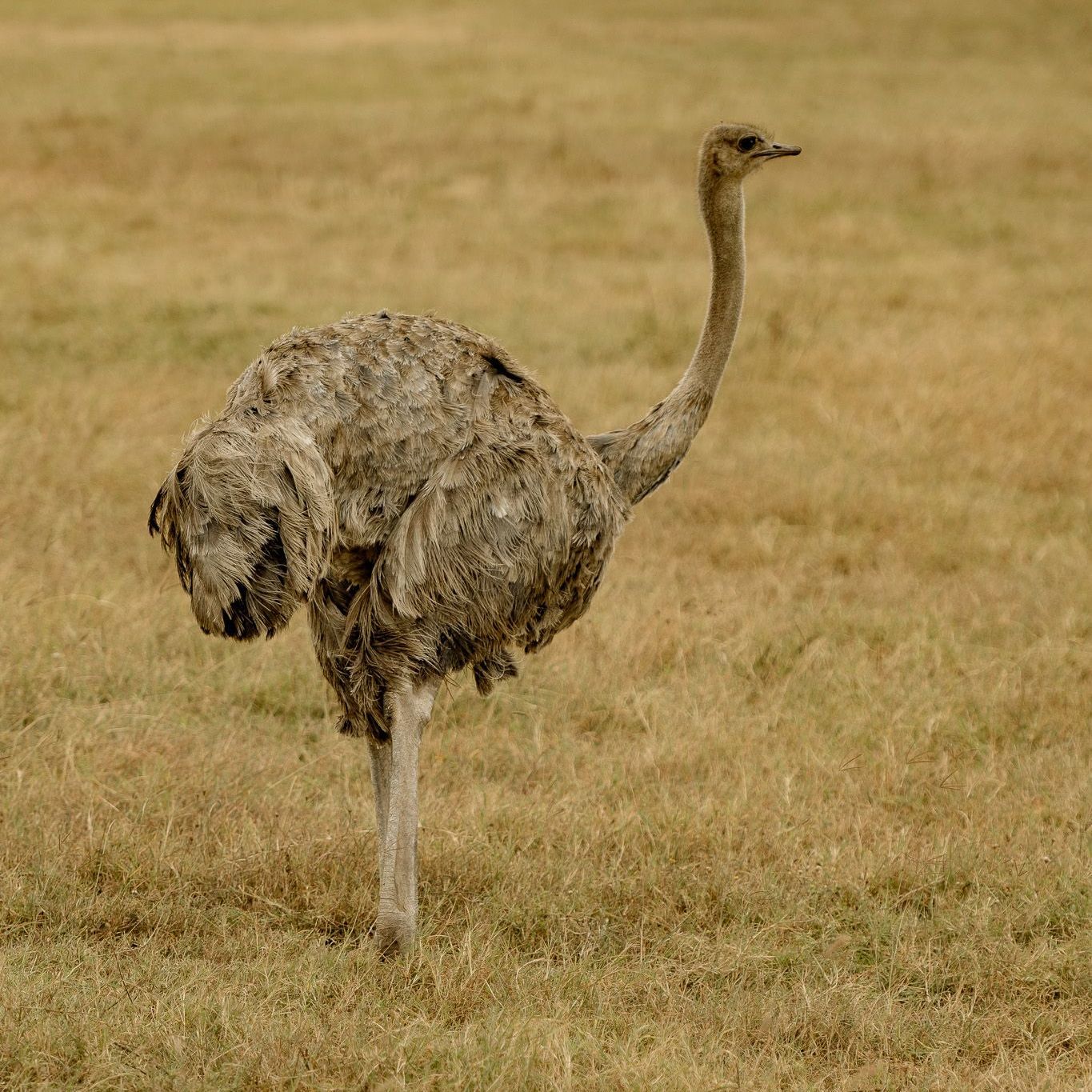 An ostrich is standing in a field of dry grass.
