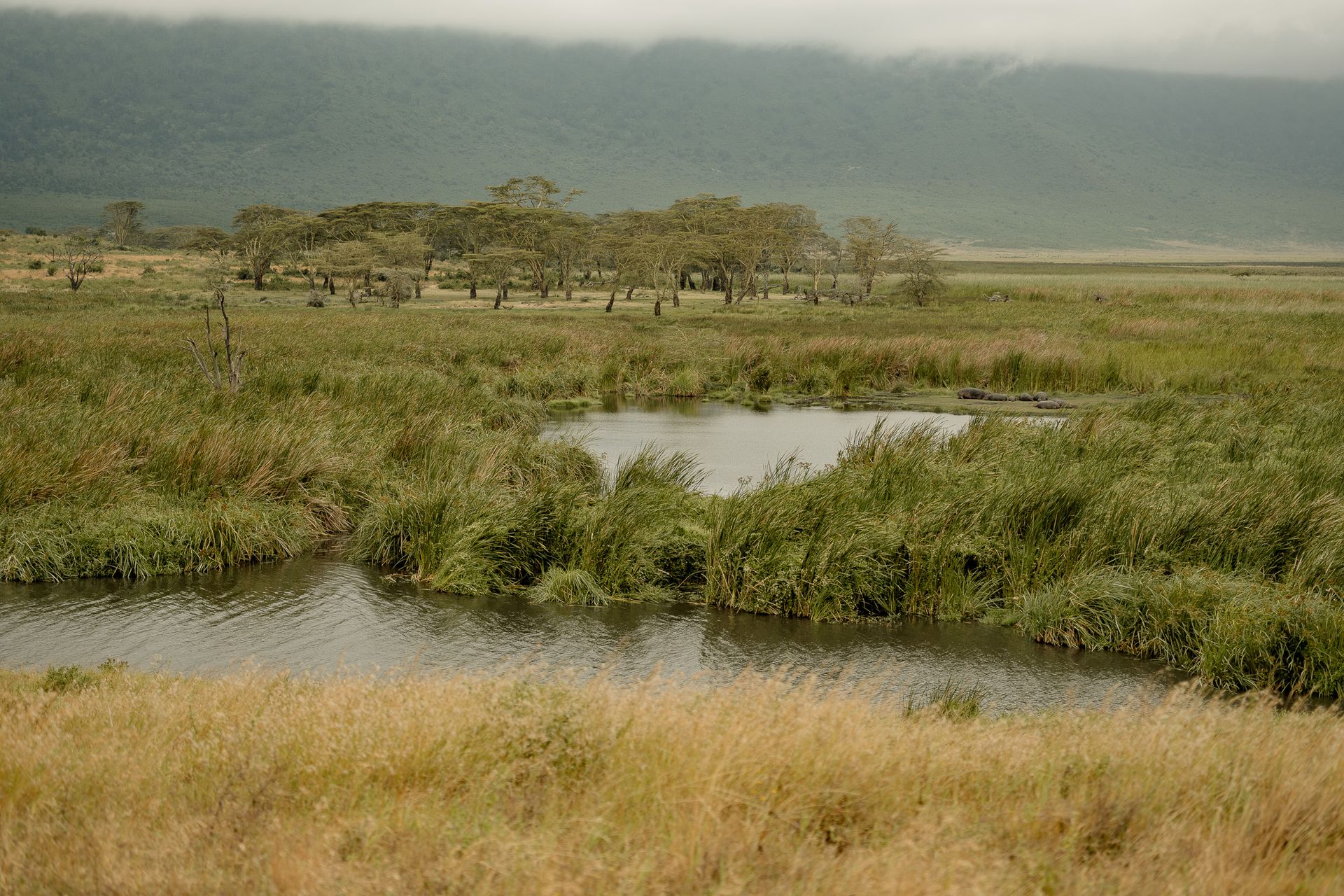 There is a small pond in the middle of a grassy field.