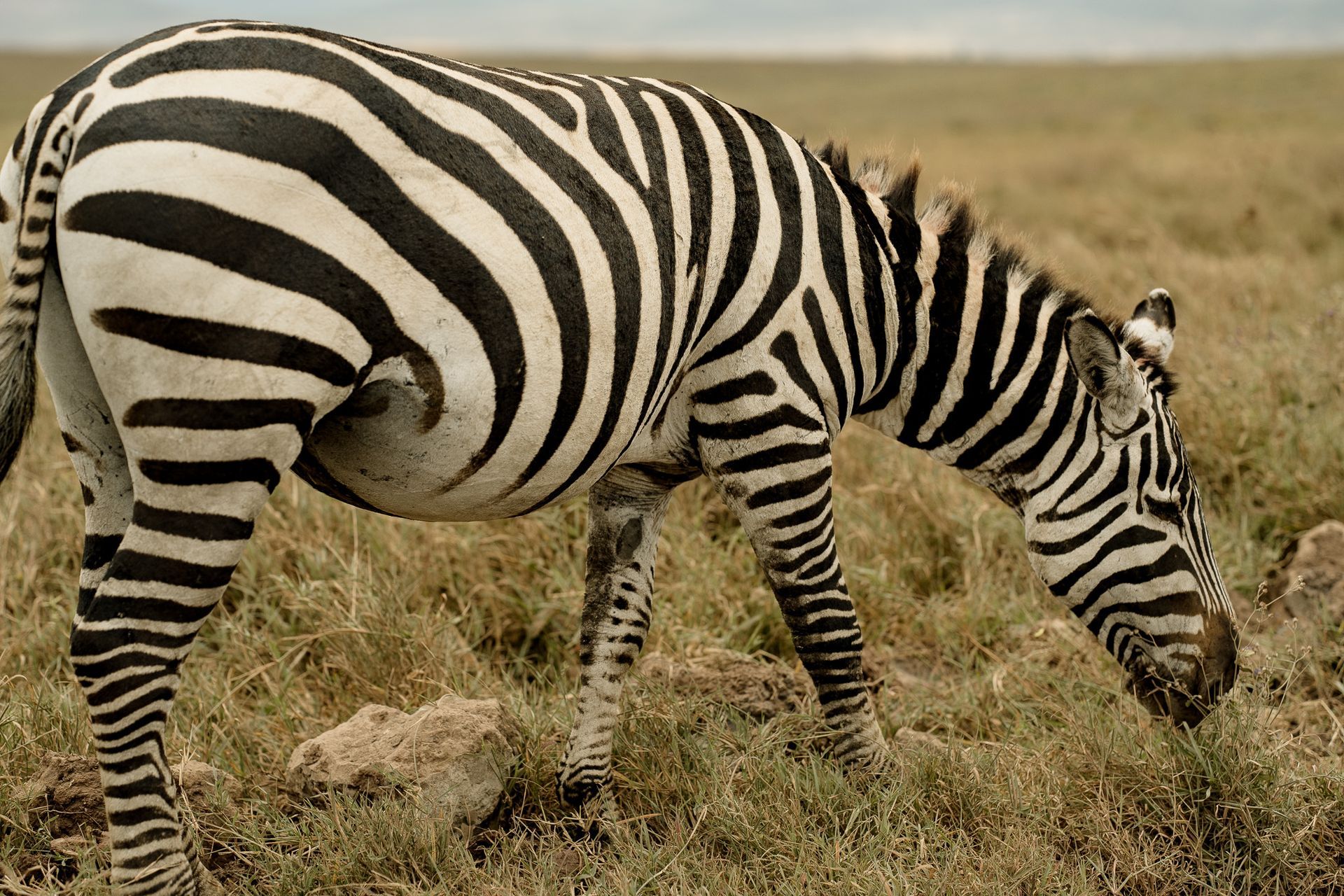 A zebra is grazing in a field of dry grass