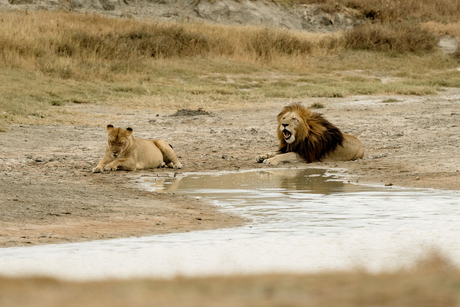 Two lions are laying in a puddle of water.