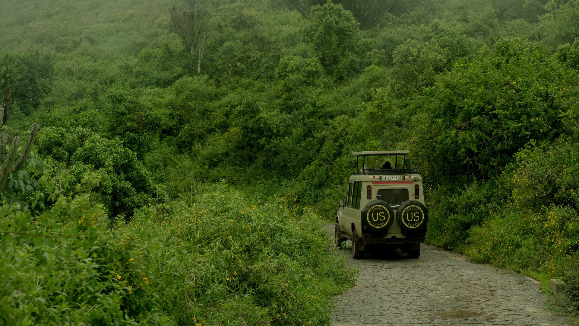 A jeep is driving down a dirt road through a lush green forest.