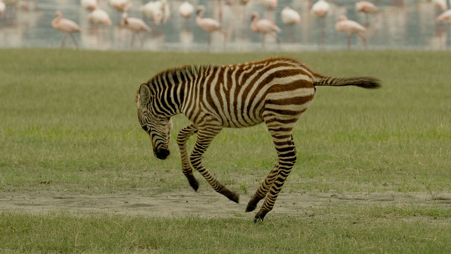 A baby zebra is running in a field with flamingos in the background.