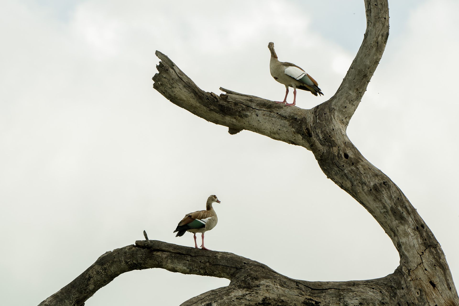 Two birds perched on a tree branch against a cloudy sky