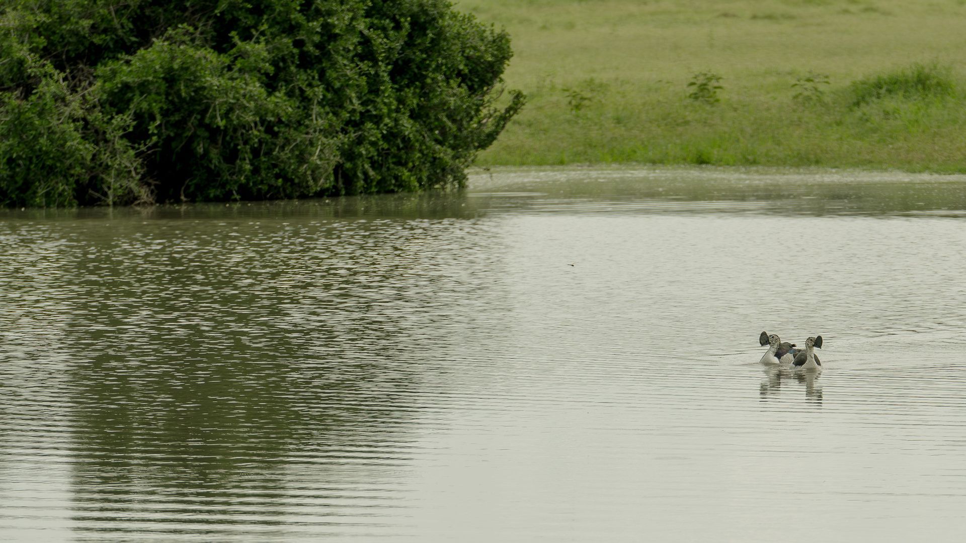 A dog is swimming in a lake with trees in the background.