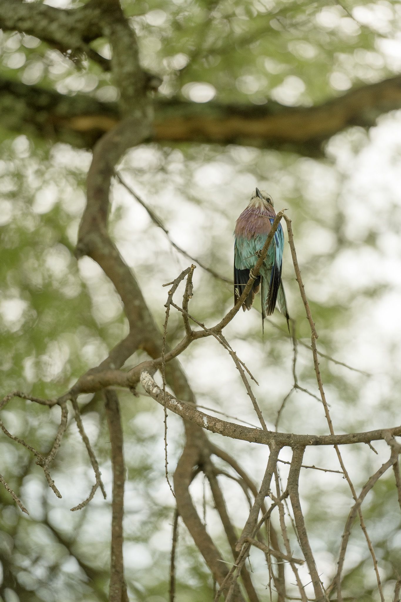 A bird is perched on a tree branch.