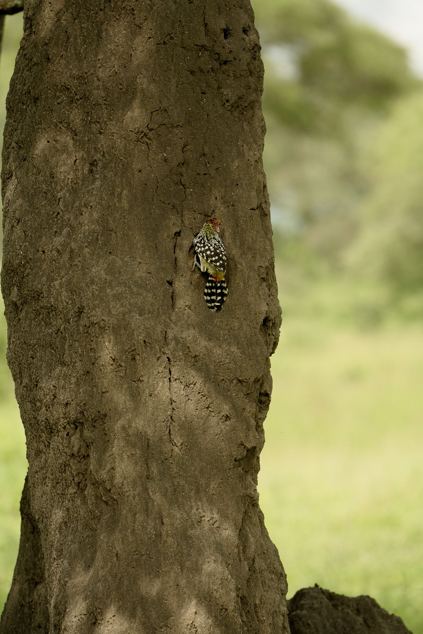 A close up of a termite mound on a tree trunk.