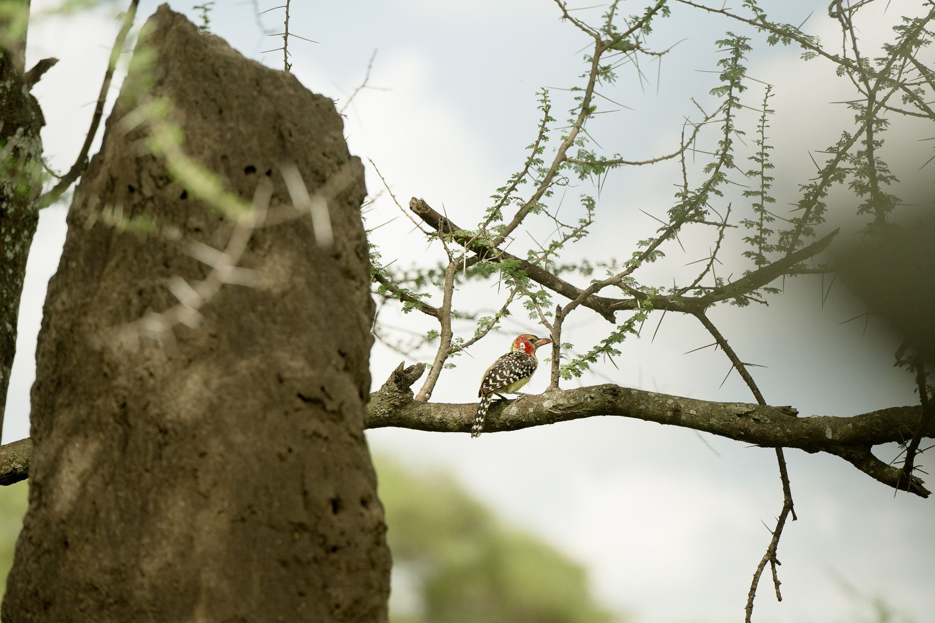 A bird perched on a tree branch next to a termite mound