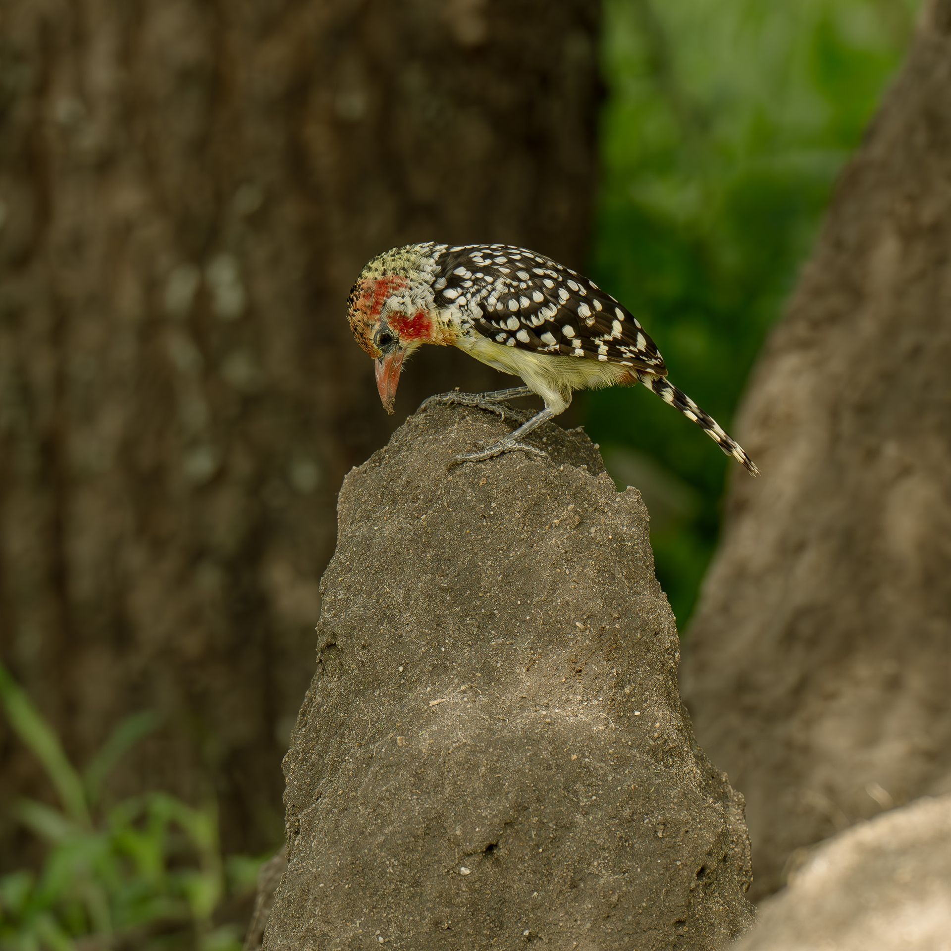 A small bird perched on top of a rock