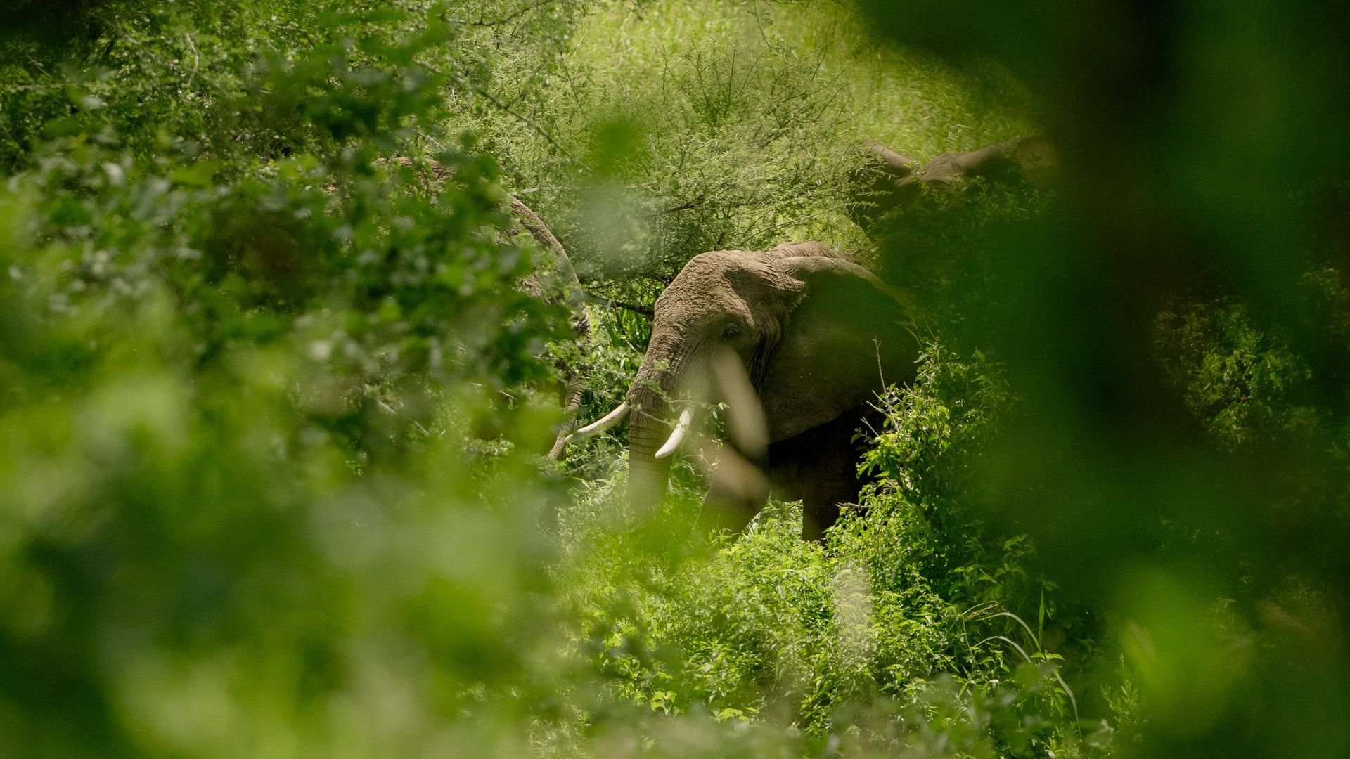 An elephant is walking through a lush green forest.