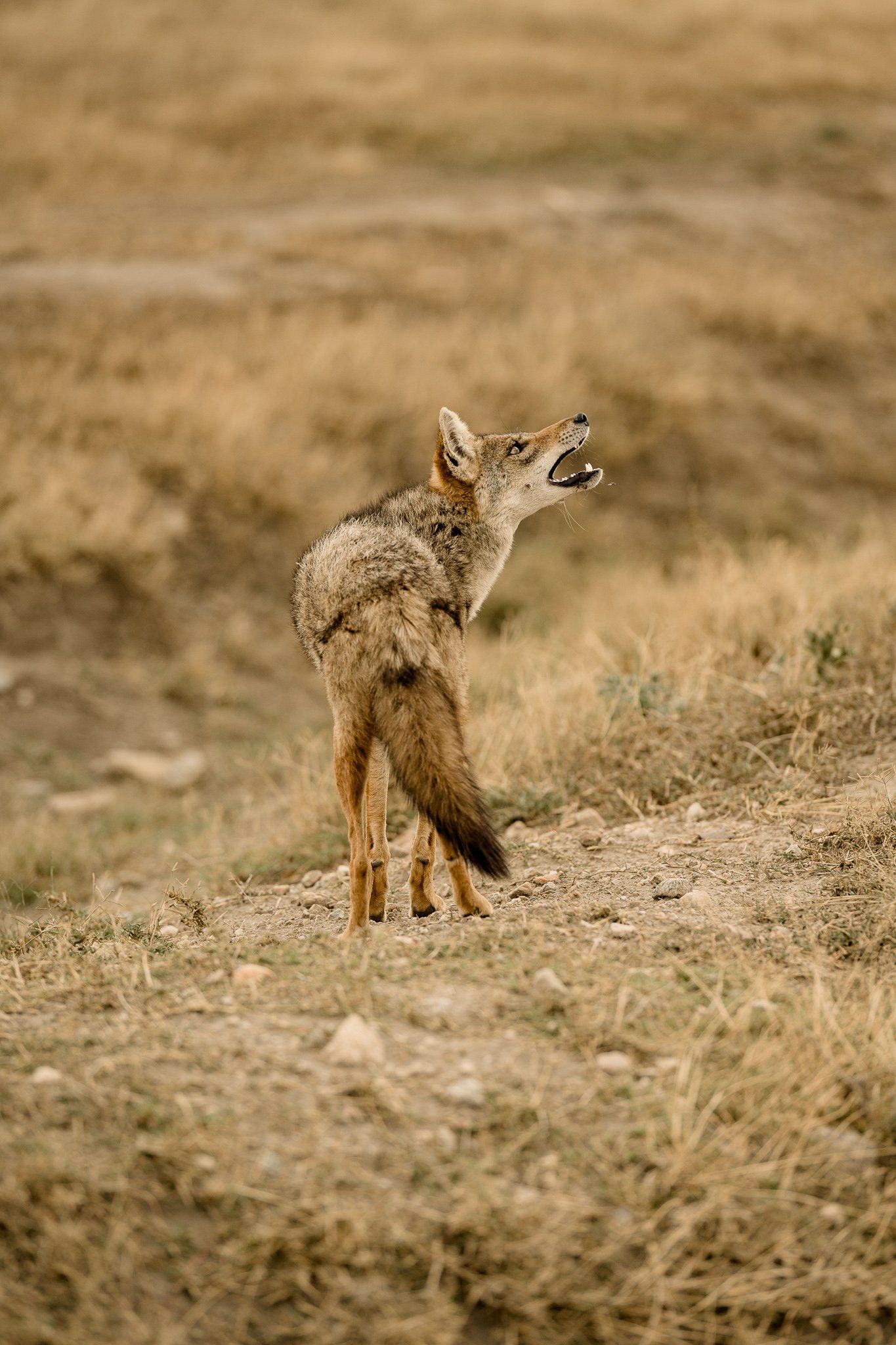 A coyote is standing in a field with its mouth open.