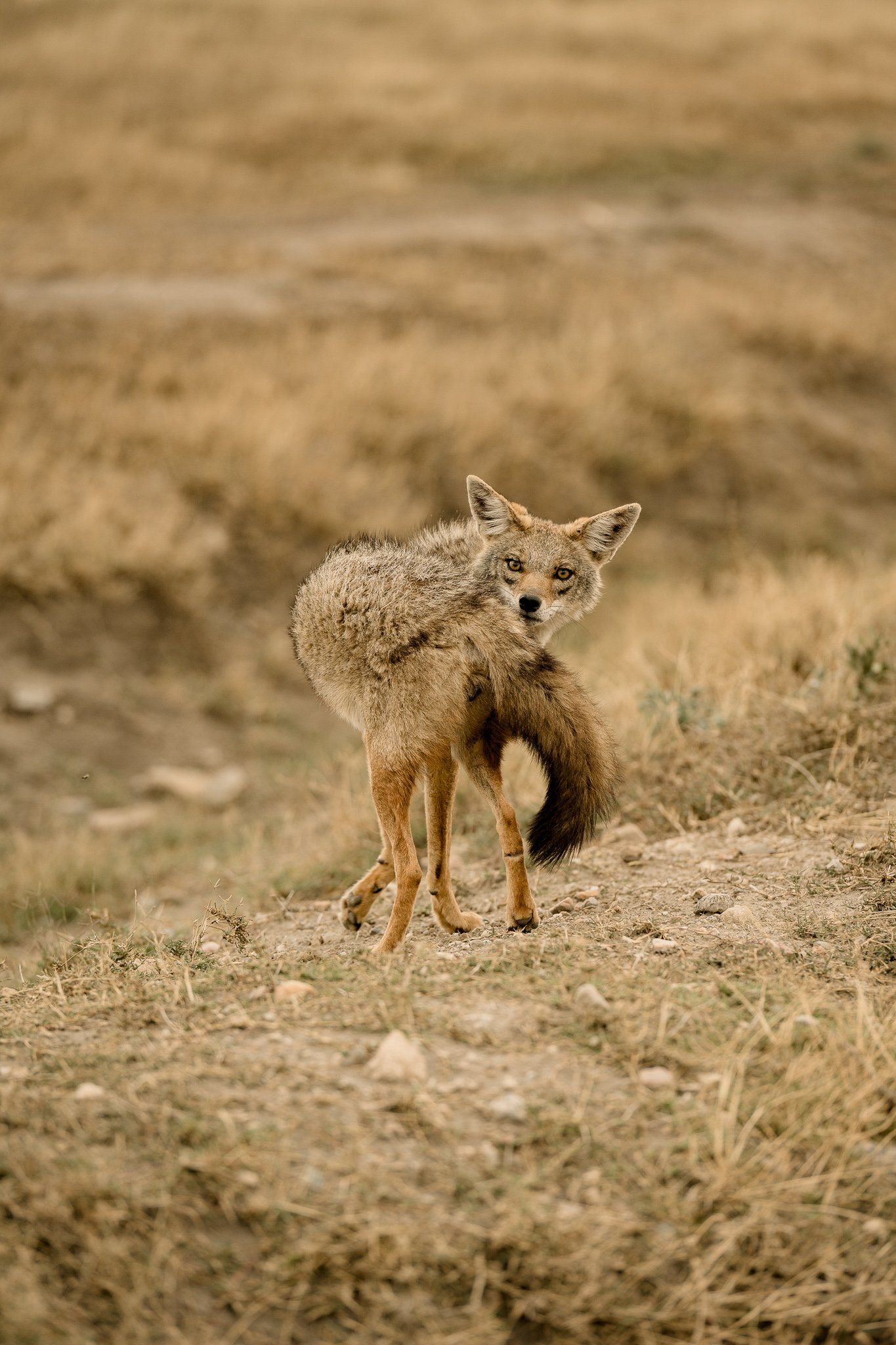 A coyote is standing on a dirt road in a field.