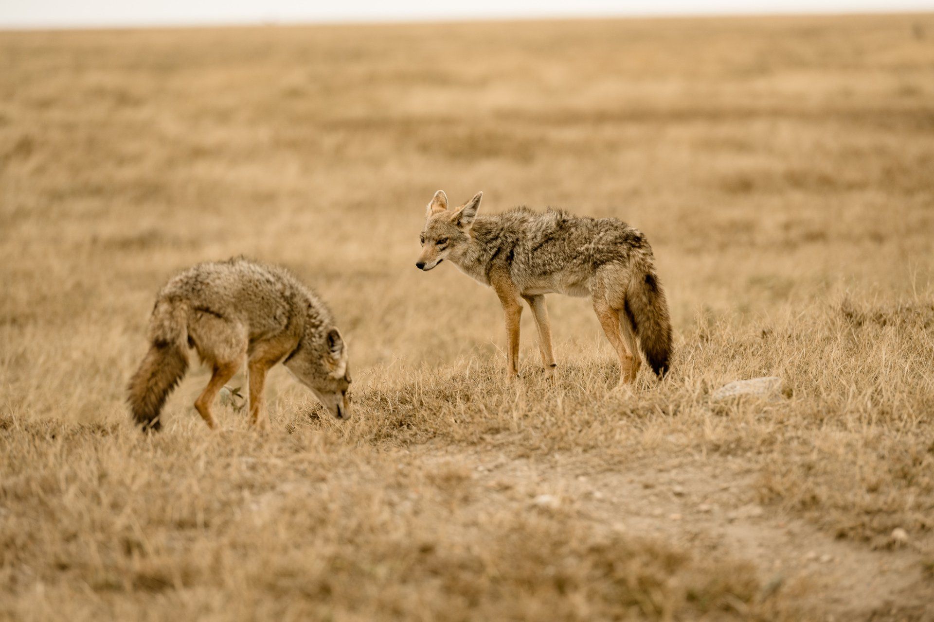 Two coyotes are standing in a dry grass field.