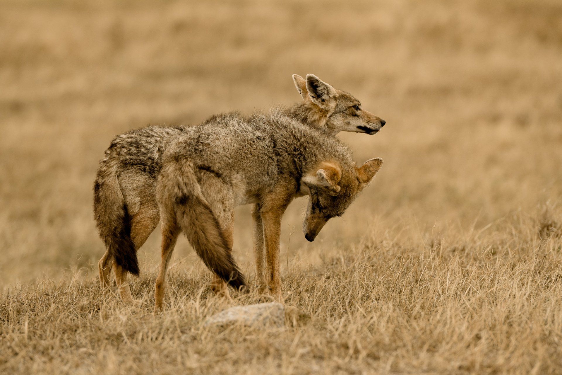 A couple of coyotes standing next to each other in a field.