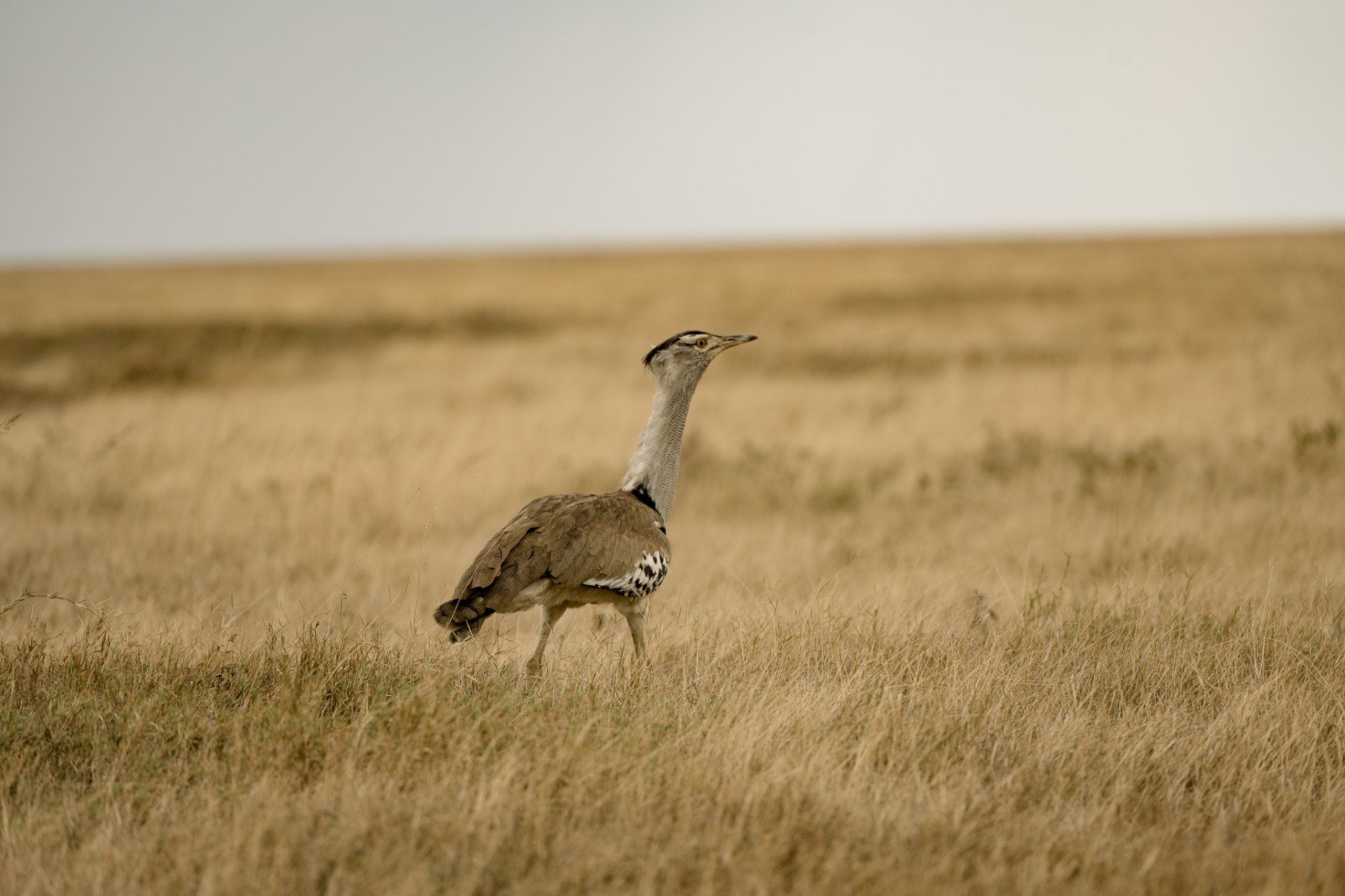 A bird is standing in the middle of a field.