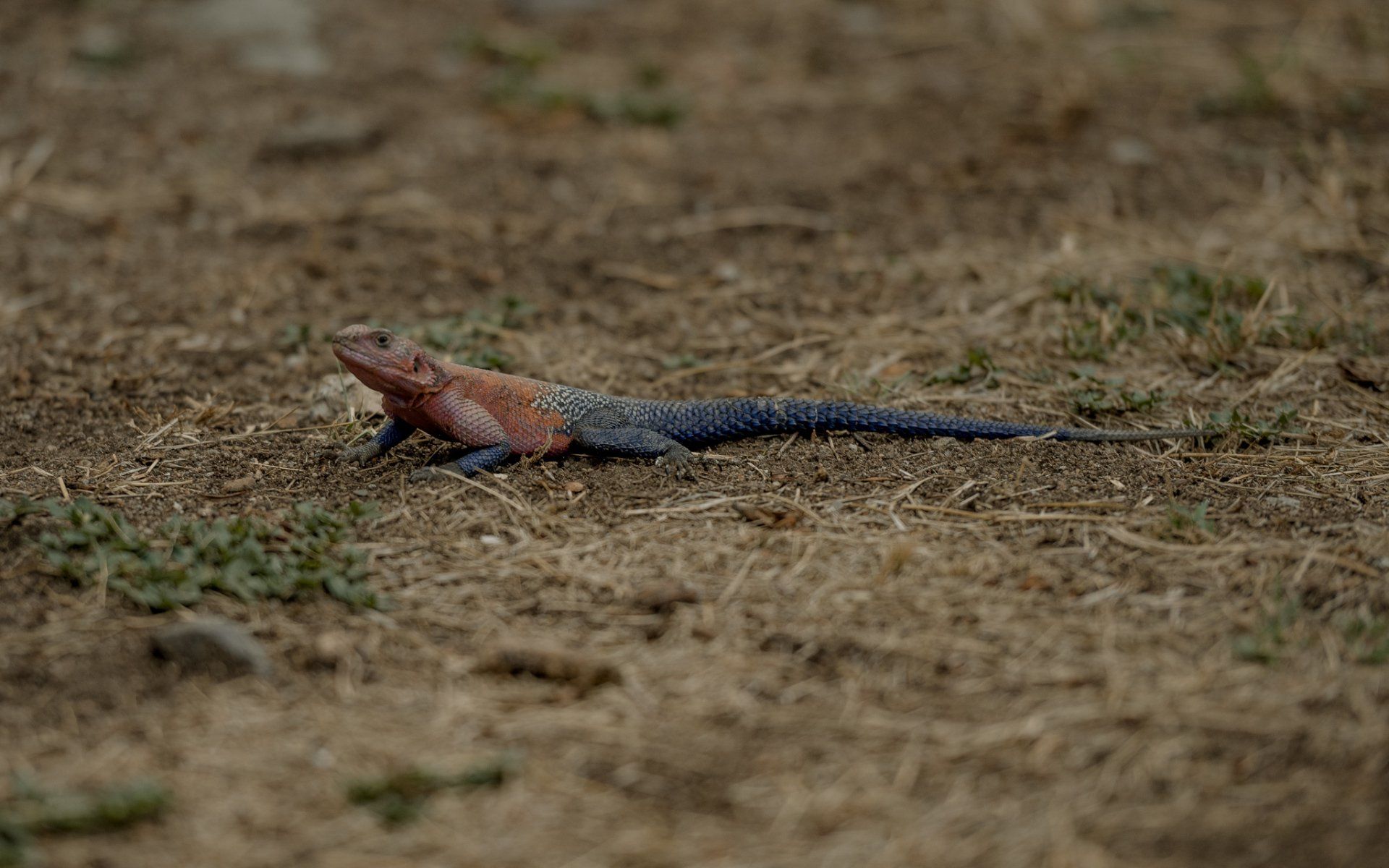 A lizard is laying on the ground in the dirt.